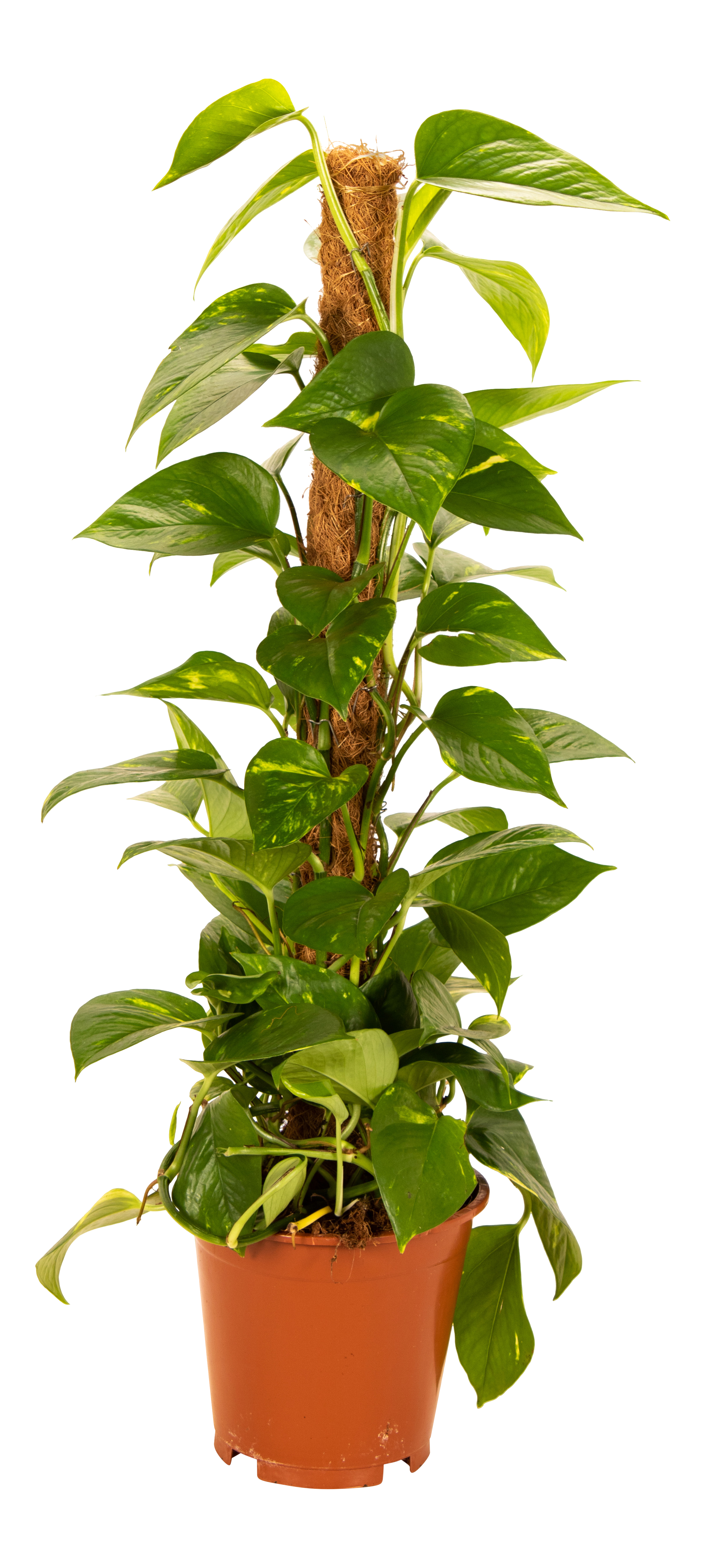 Scindapsus Epipremnum Pinnatum Mosspole 90 cm