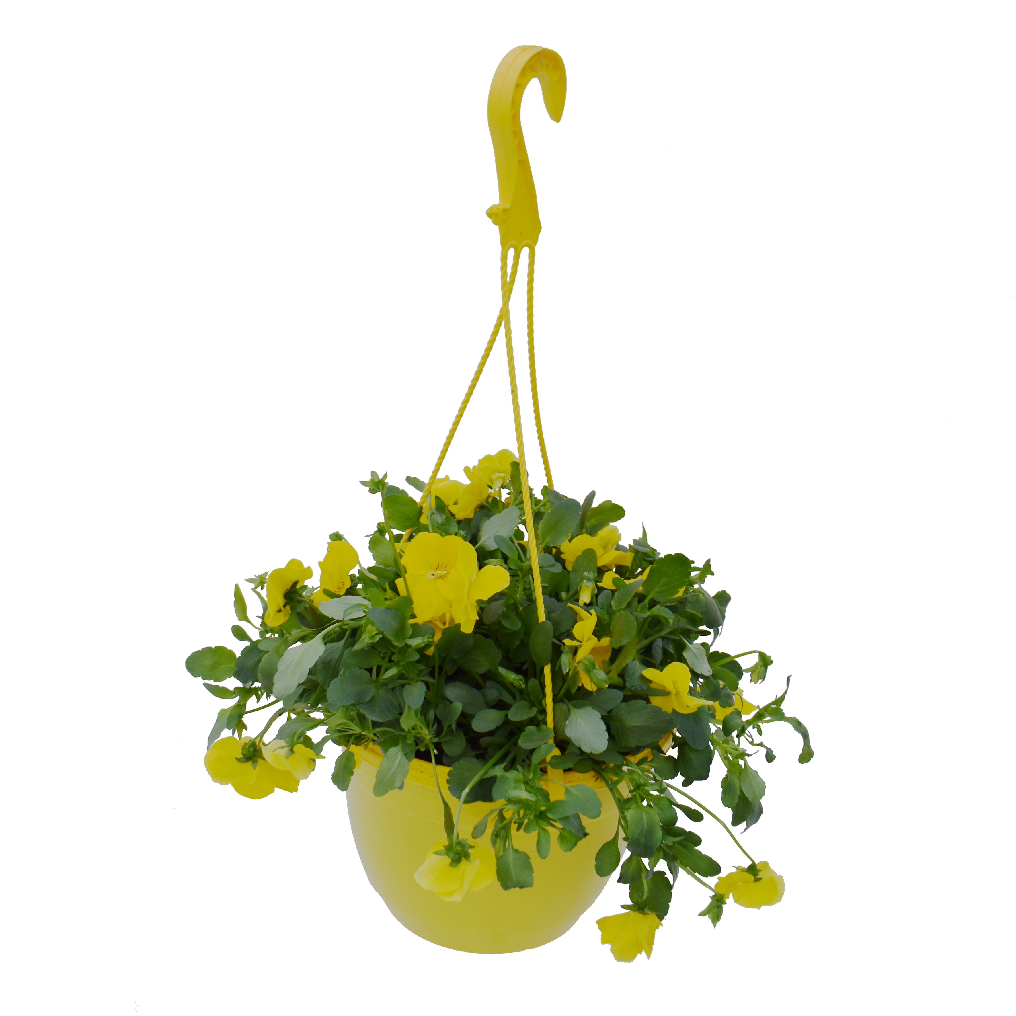 Bratek Cool Wave 40 cm wiszący