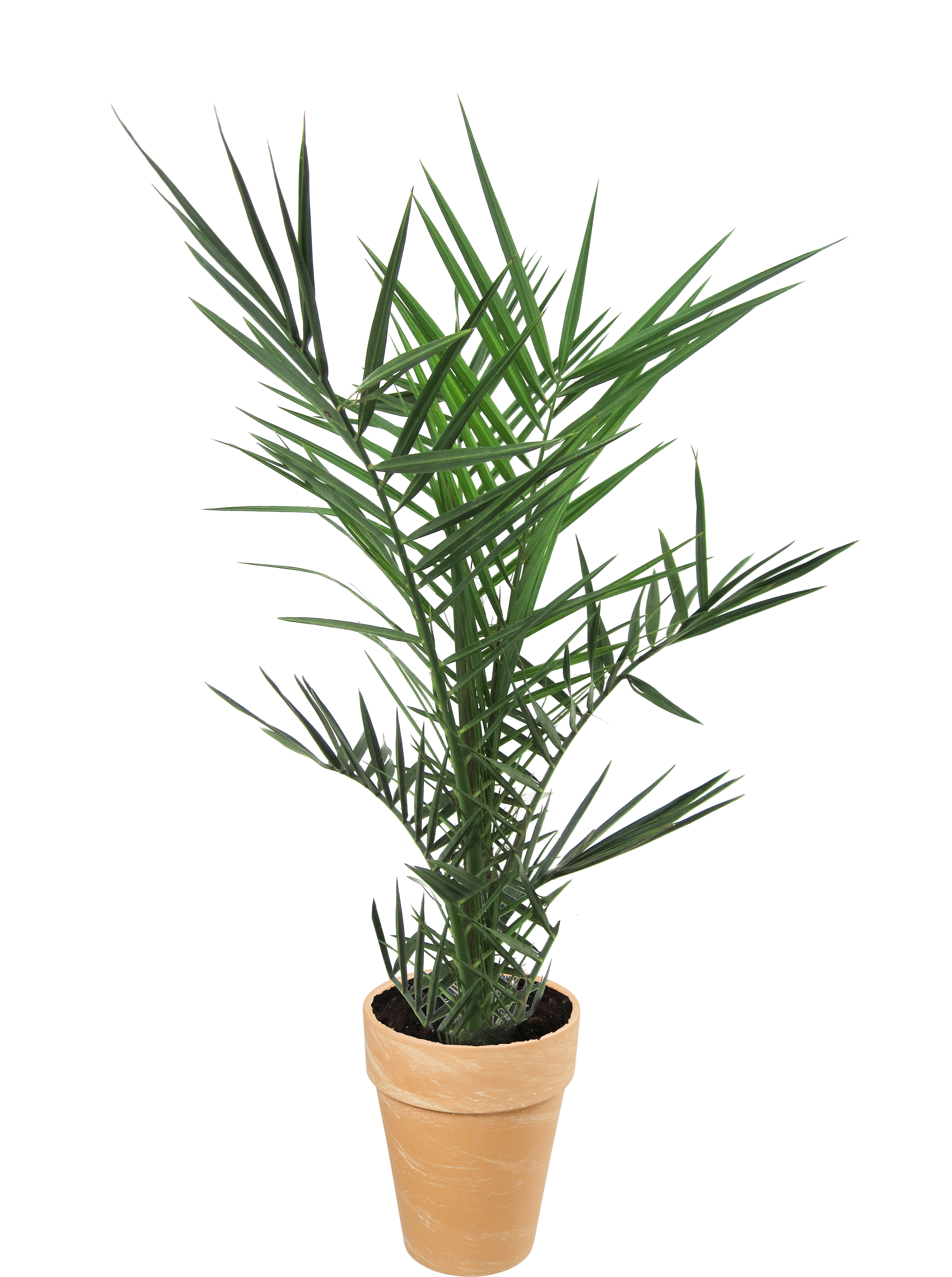 Donica duża gliniana śr.31 cm beżowa Cermax - 3