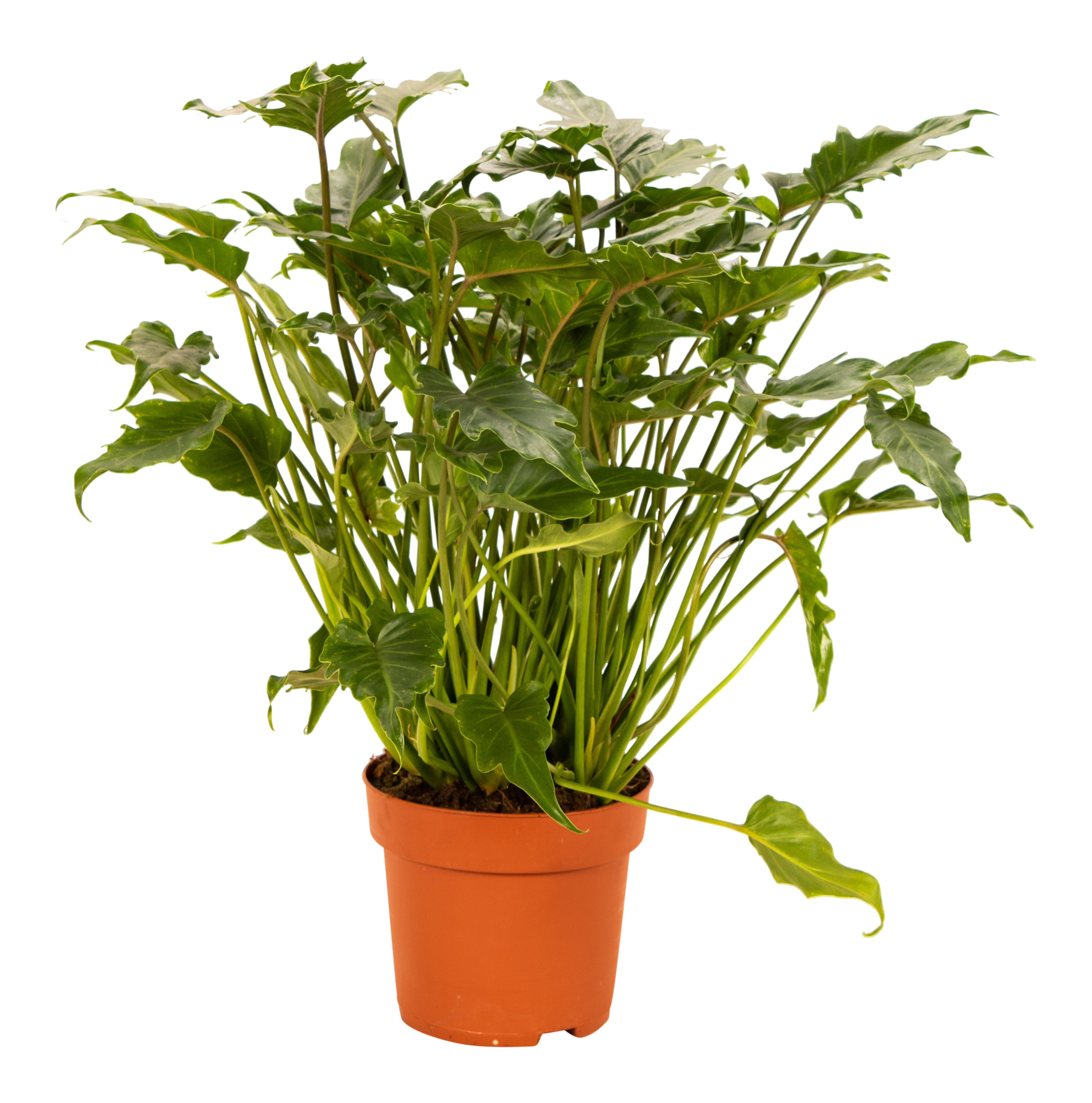 Filodendron Xanadu 70 cm