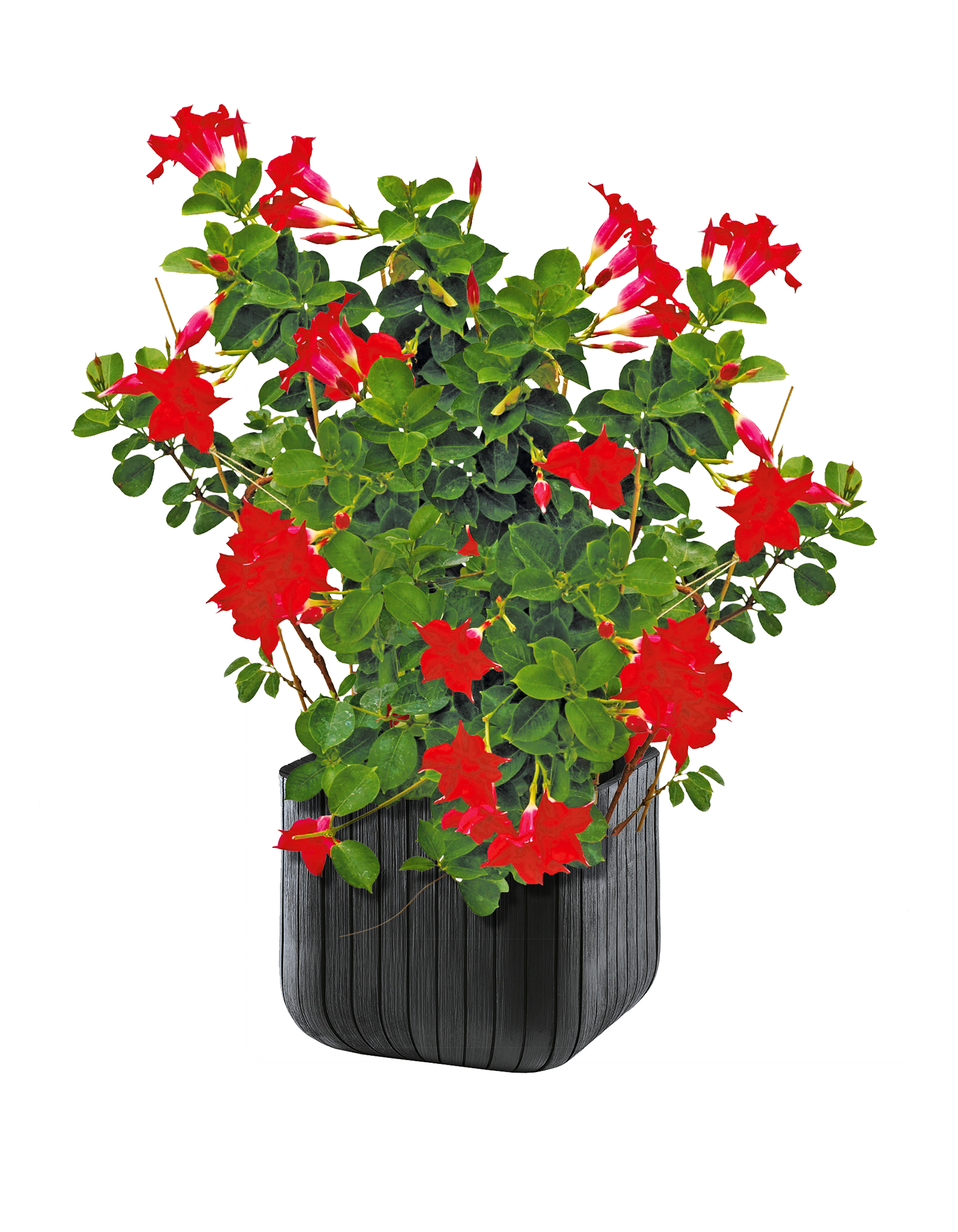 Dipladenia Sundaville mix 30-50 cm - 5