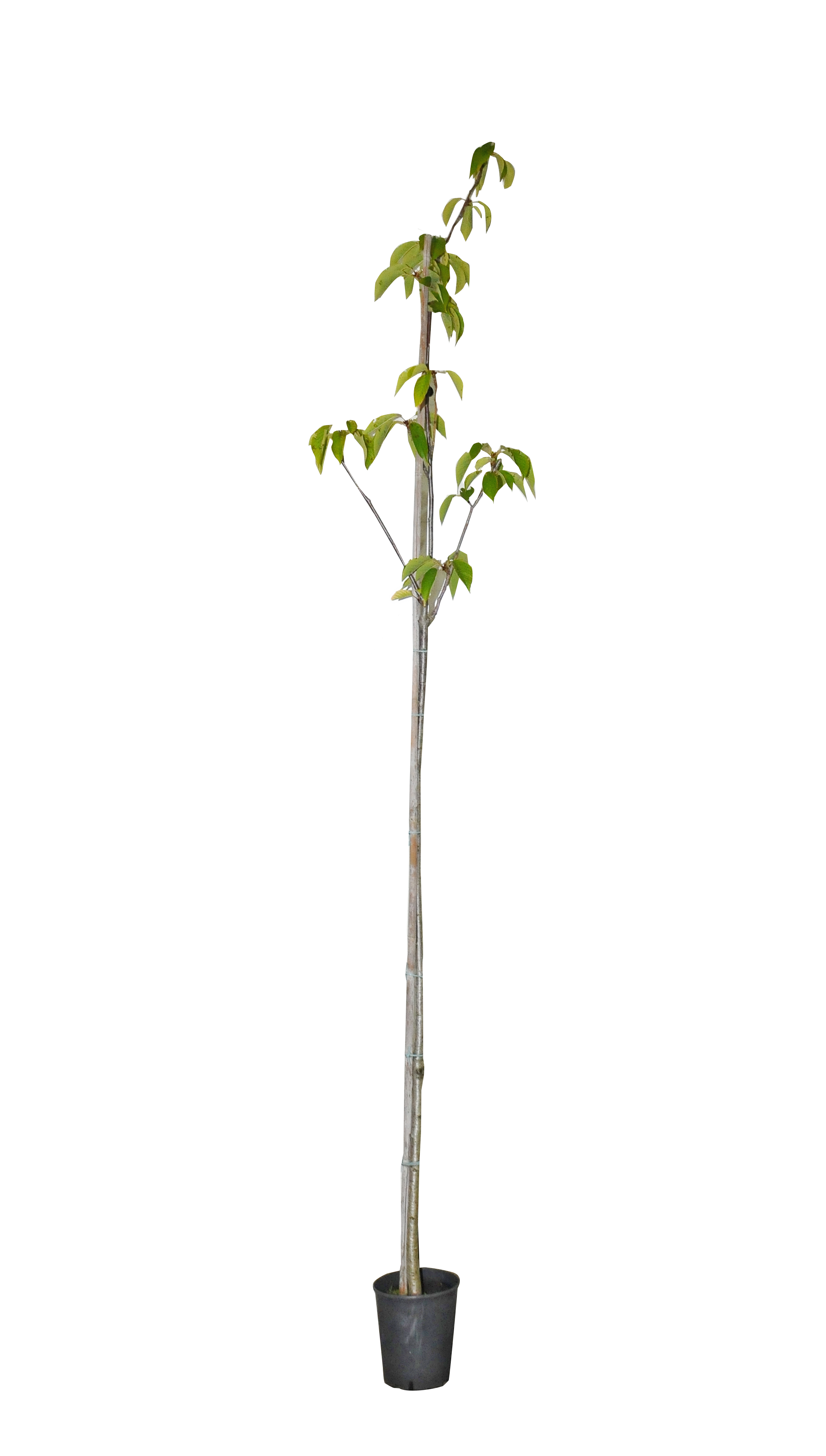Wiśnia piłkowana Kanzan mix 120-150 cm