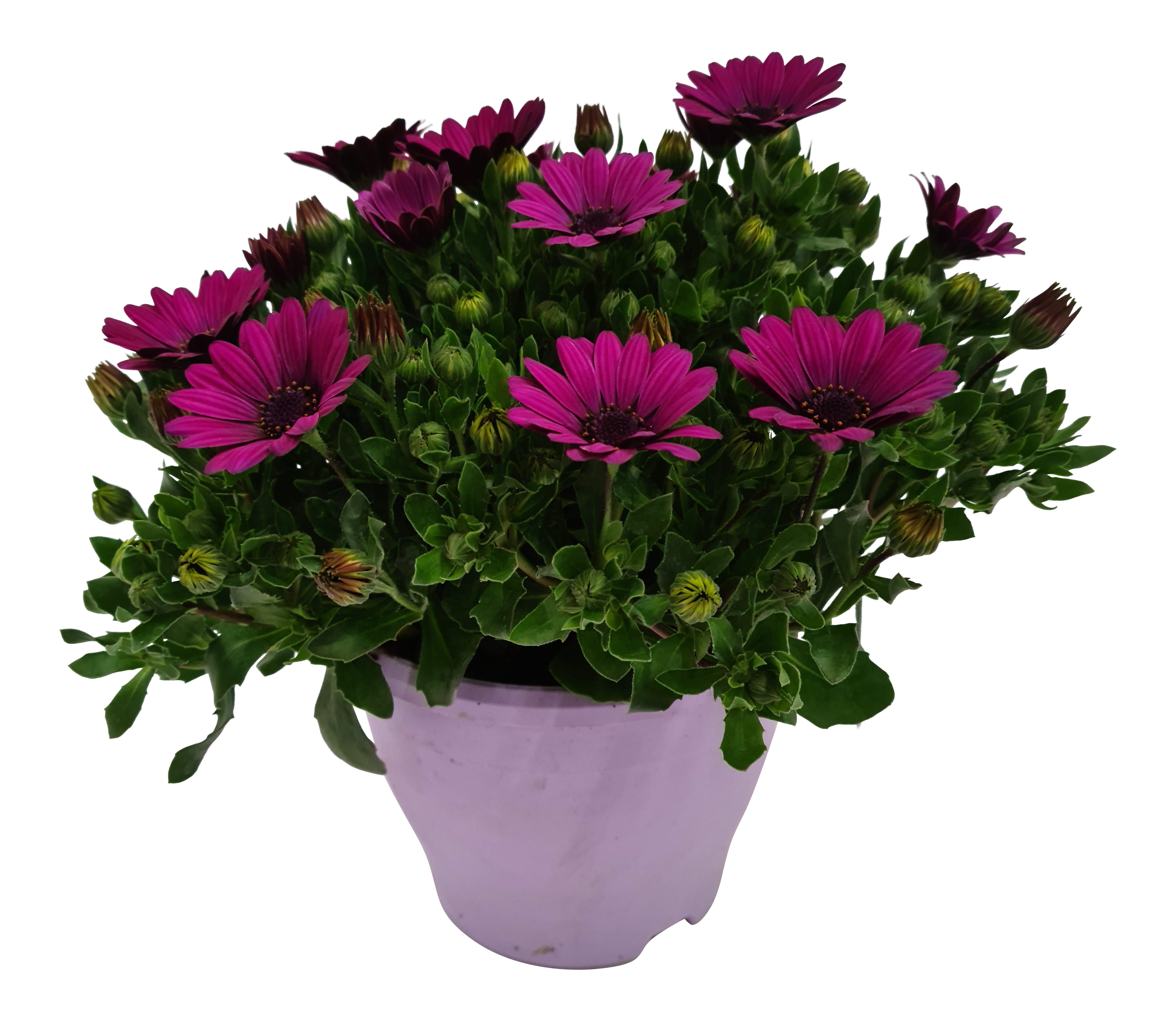 Osteospermum Stokrotka afrykańska mix 30-35 cm
