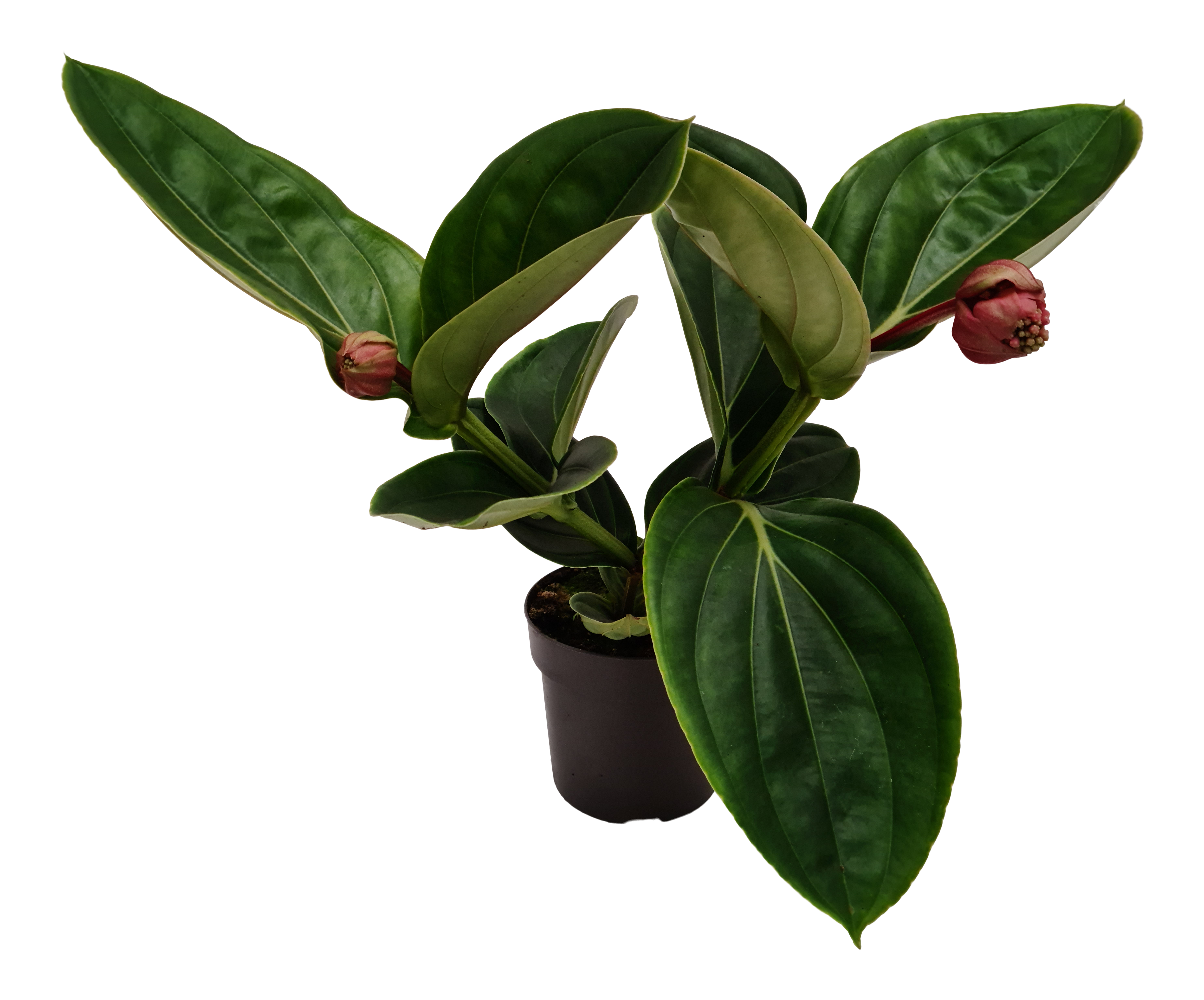 Medynila Magnifica Lambada 45cm
