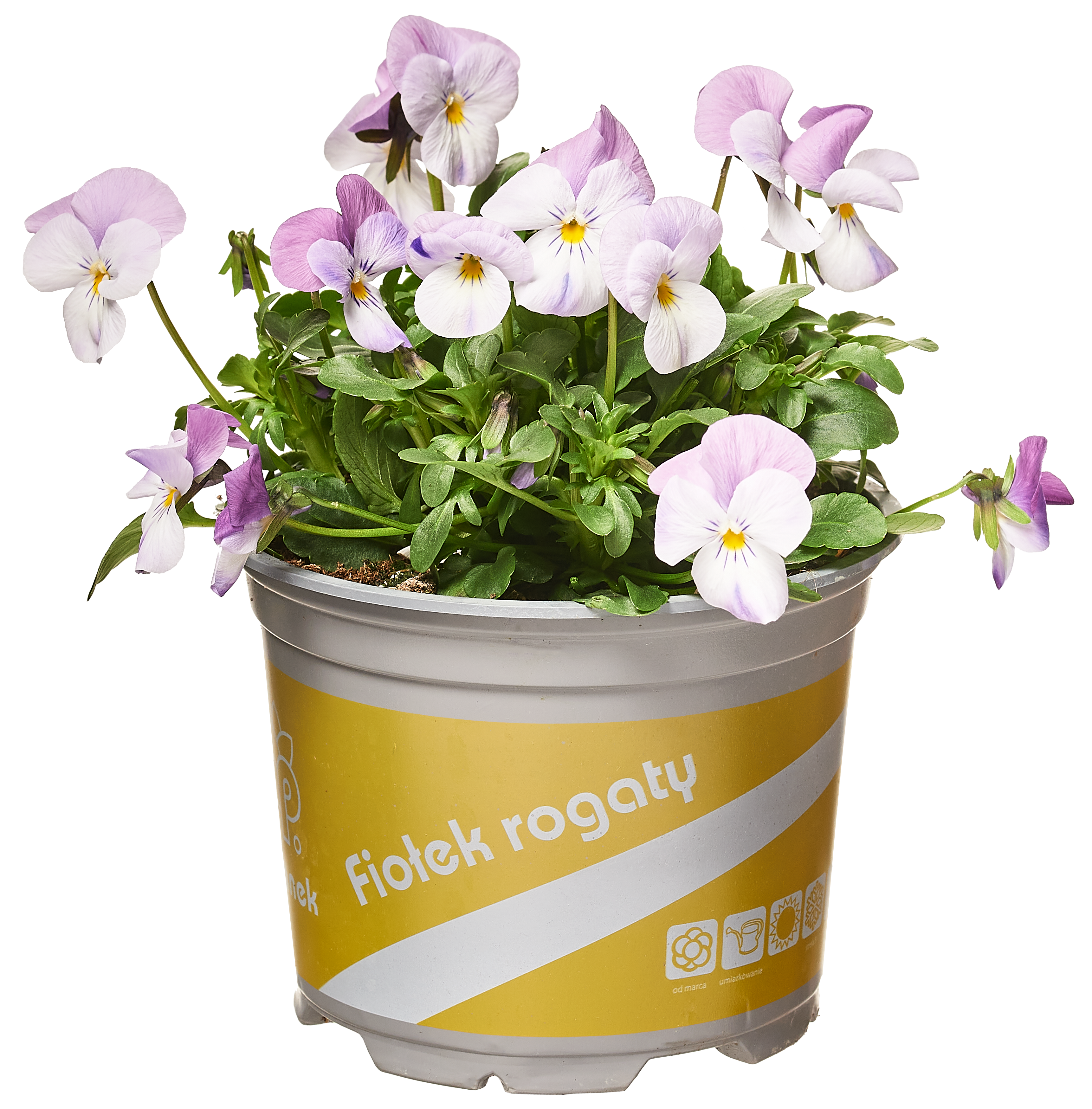 Fiołek rogaty mix 10-30 cm