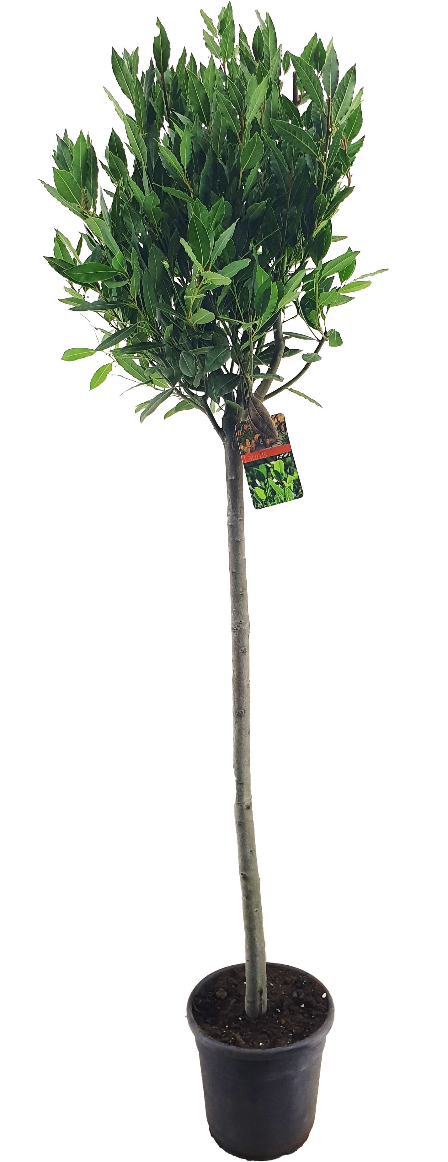Wawrzyn szlachetny 160-170 cm