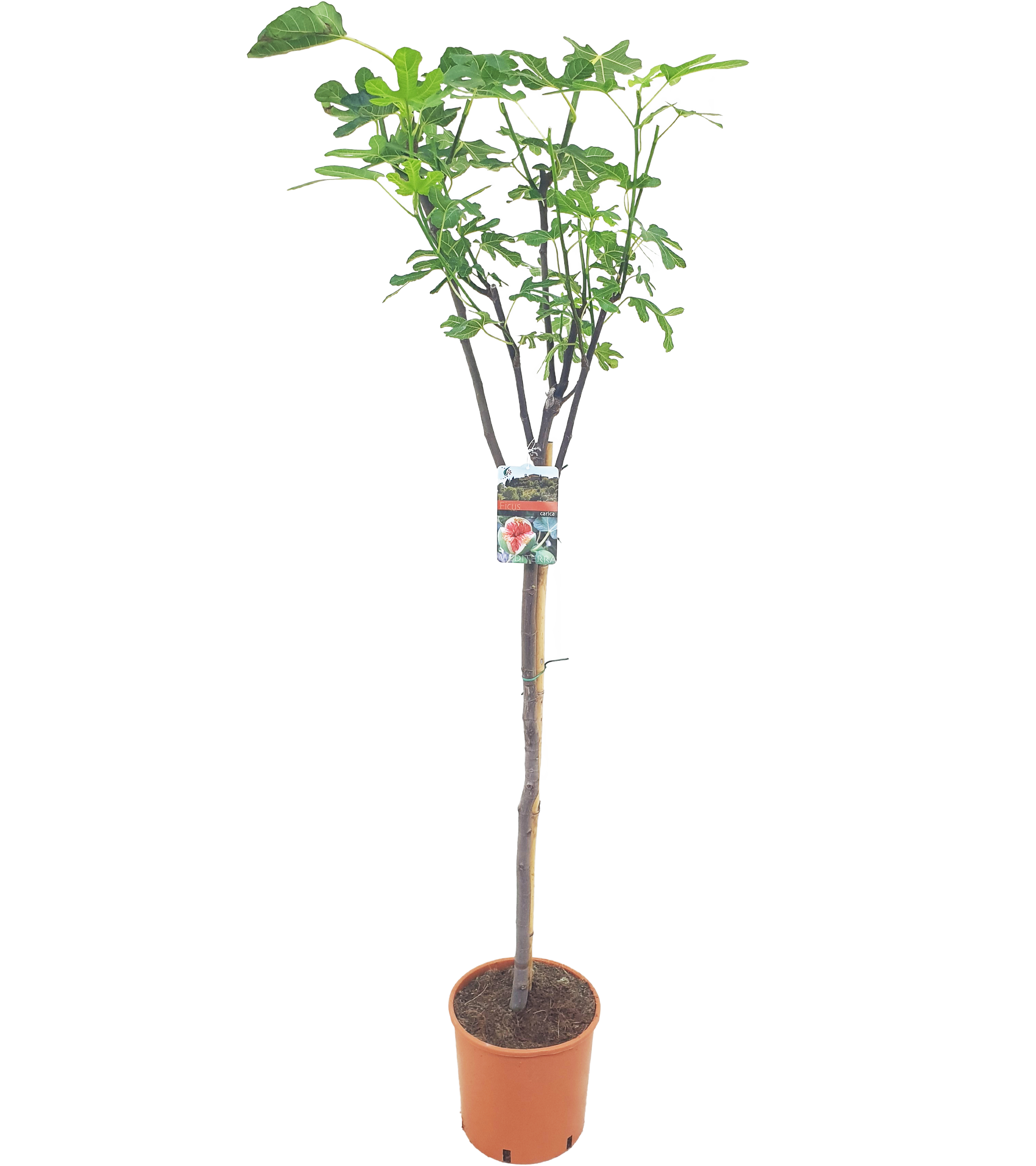 Figowiec Pospolity 180 cm