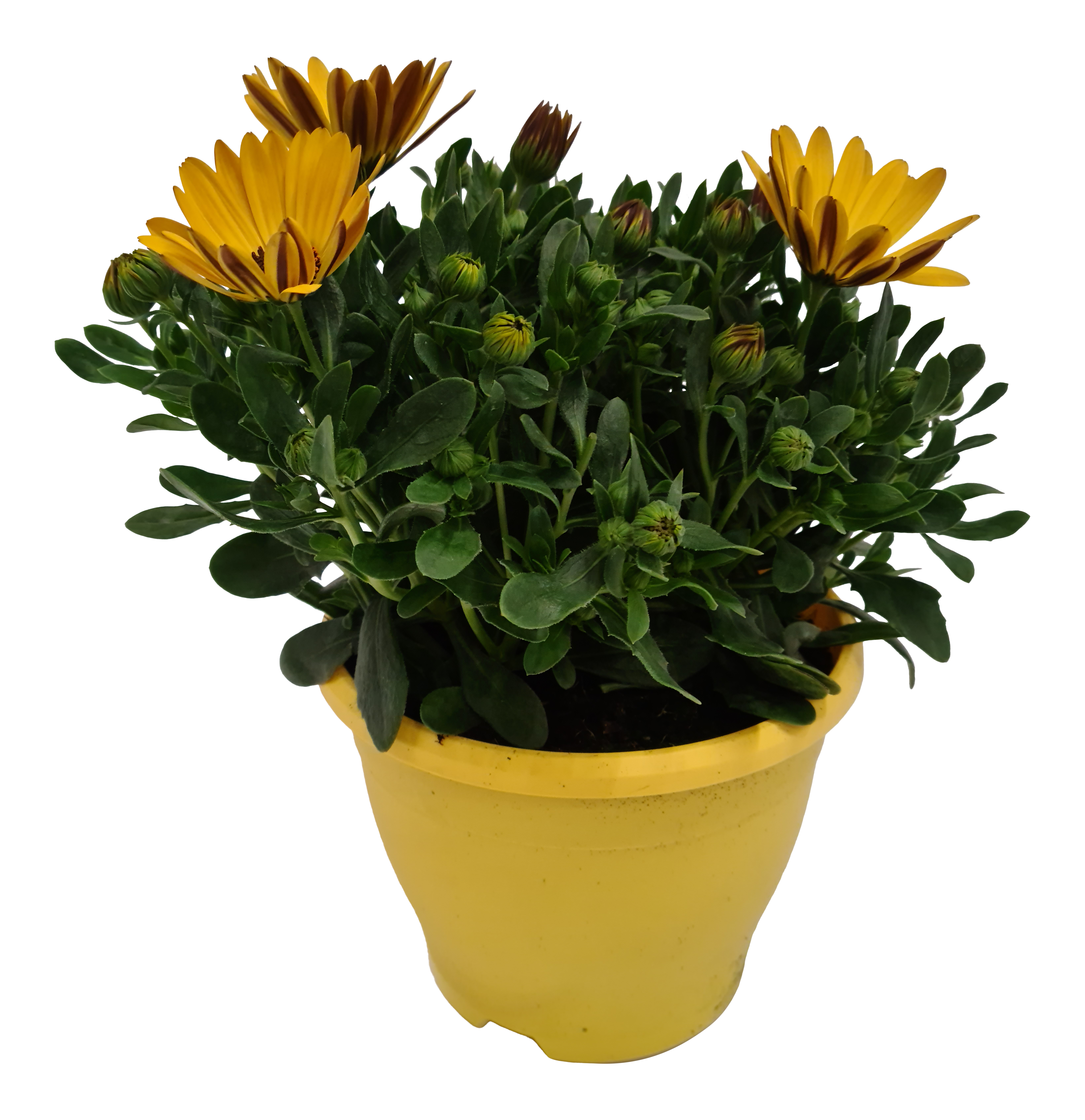 Osteospermum Stokrotka afrykańska mix 30-35 cm - 3