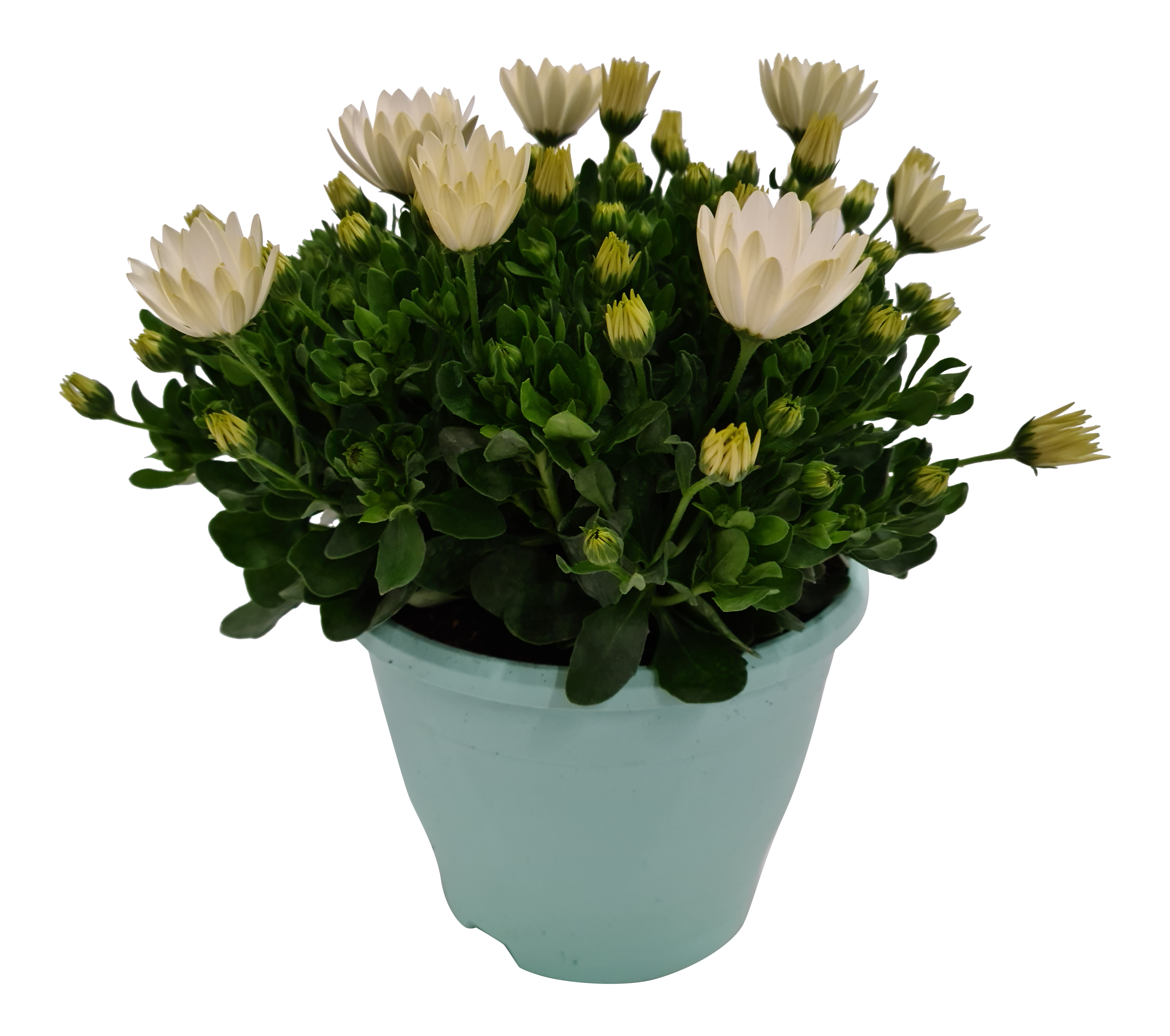 Osteospermum Stokrotka afrykańska mix 30-35 cm - 2