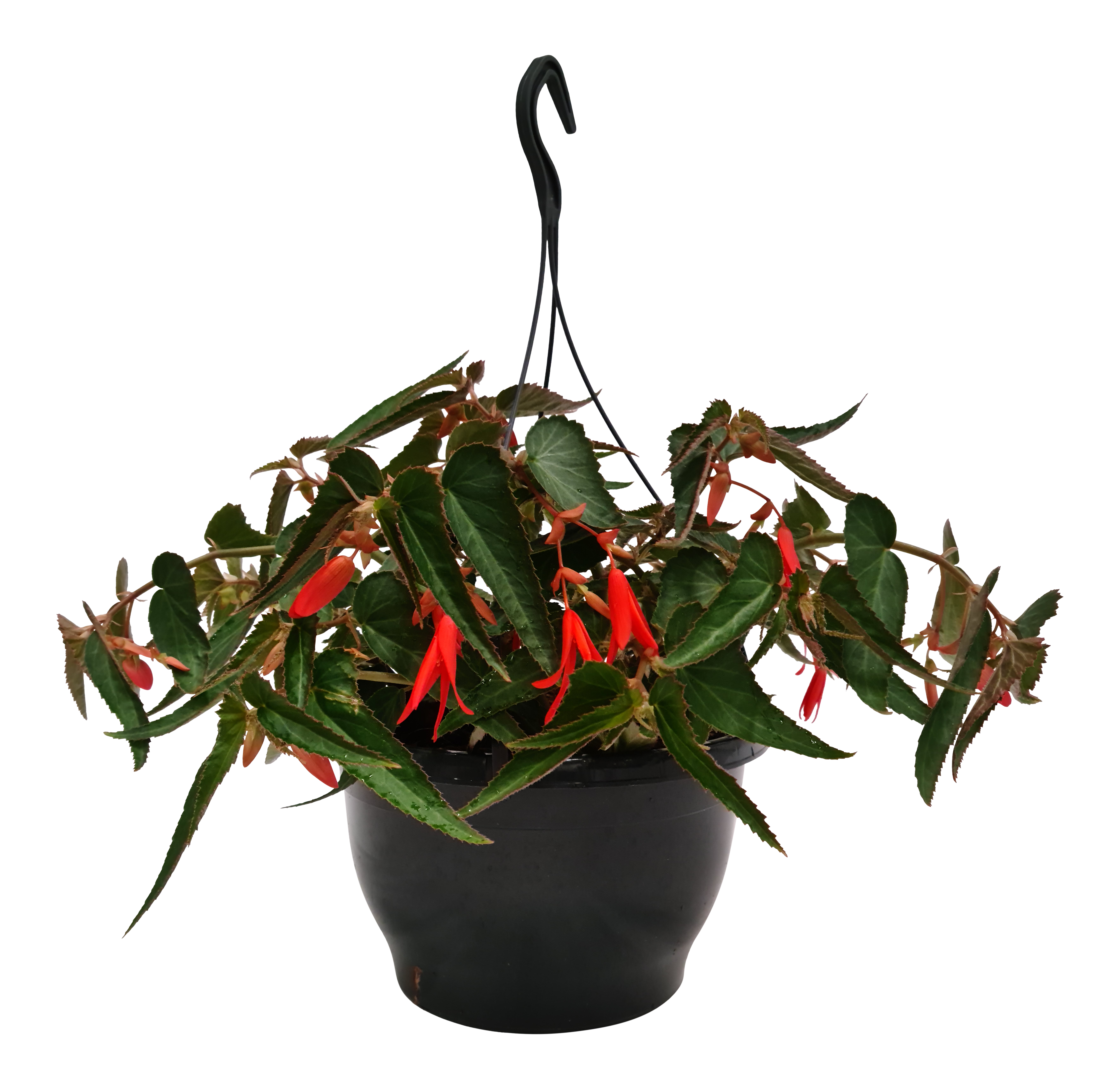 Begonia Bonfire 35 cm