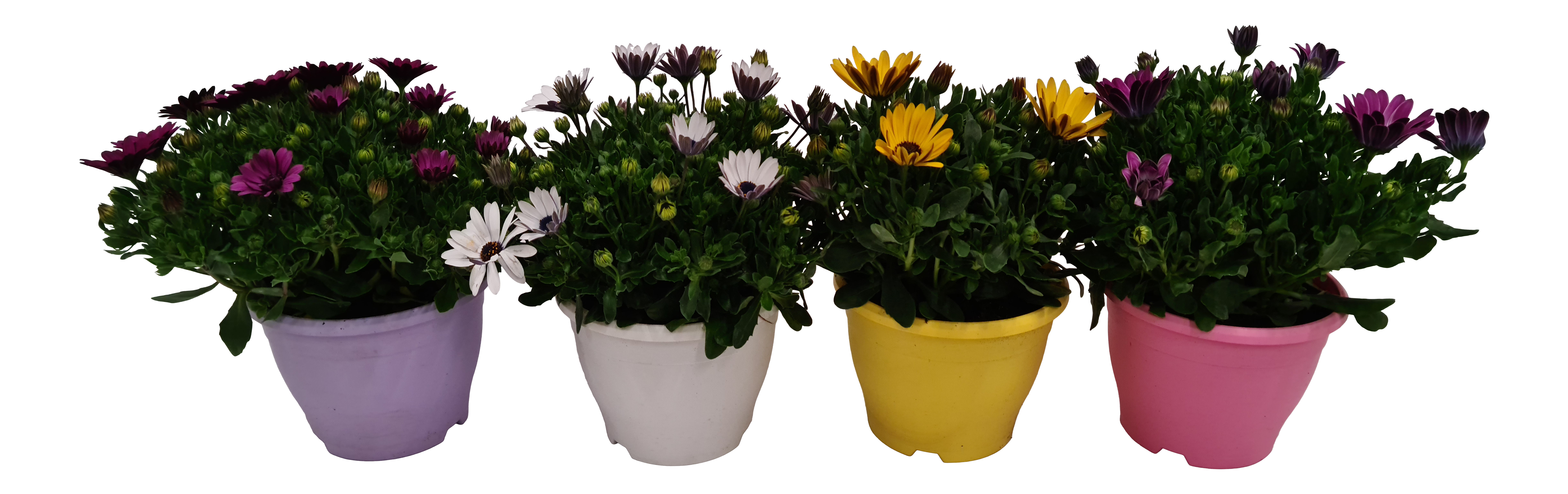 Osteospermum Stokrotka afrykańska mix 30-35 cm - 4