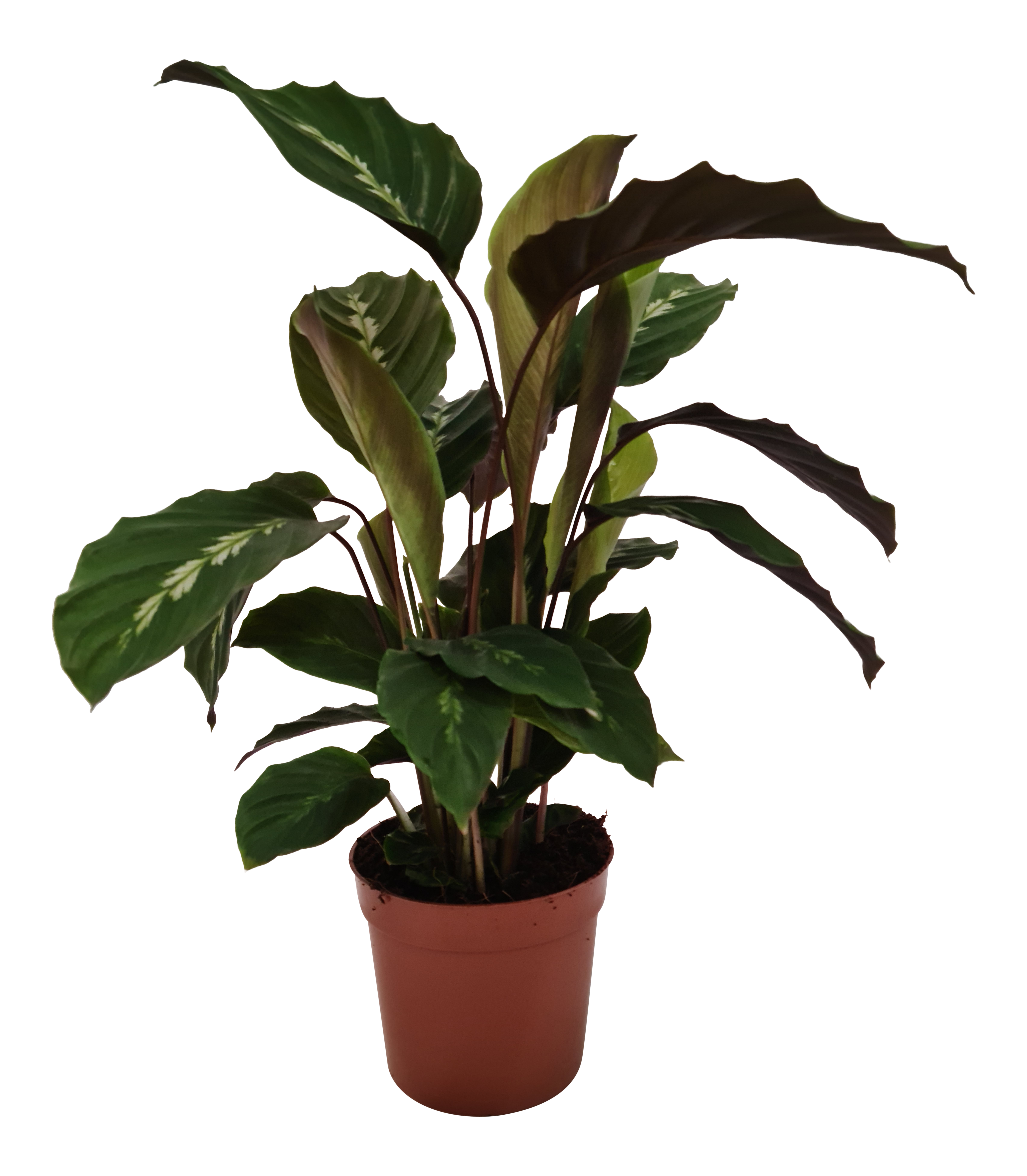 Kalatea Ostrzeszyn mix 40 cm