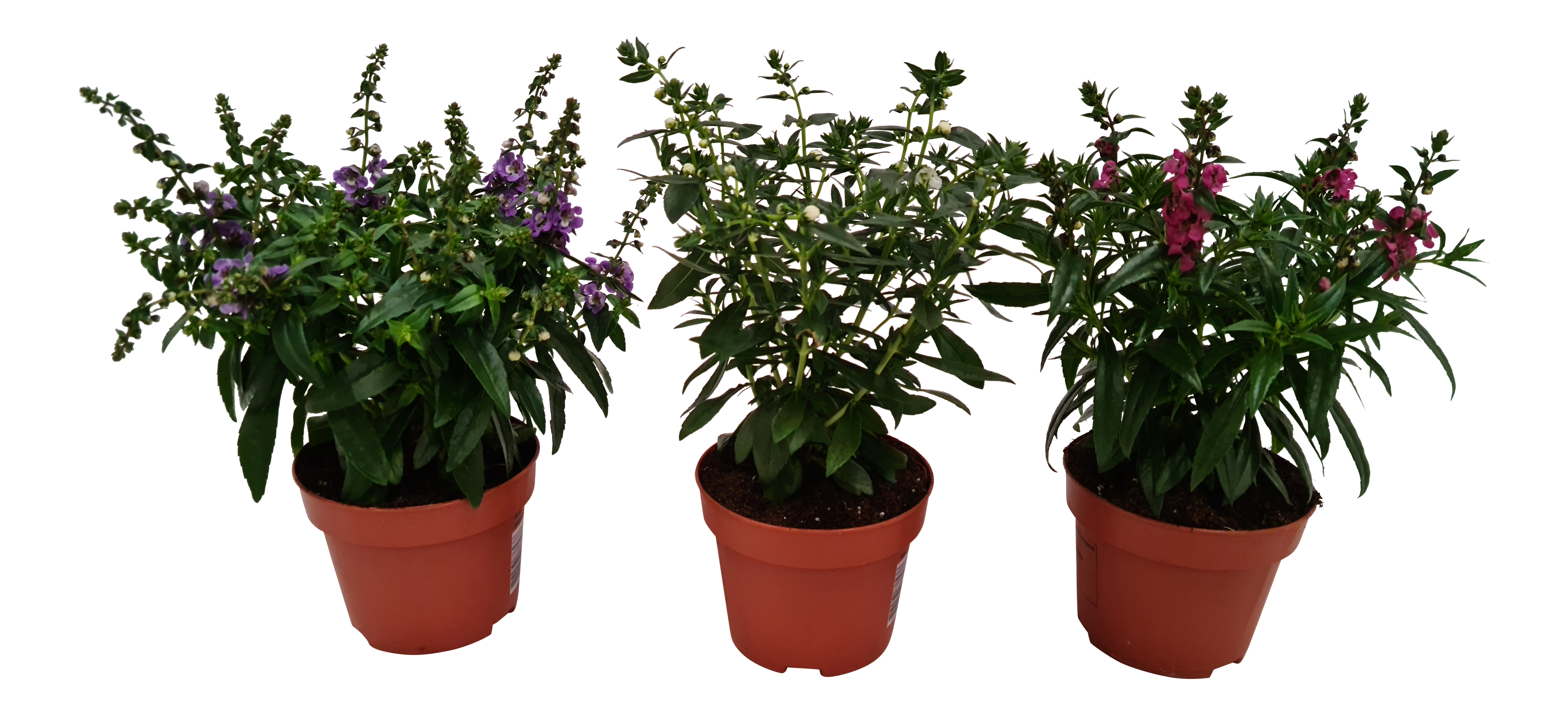 Angelonia mix 23 cm