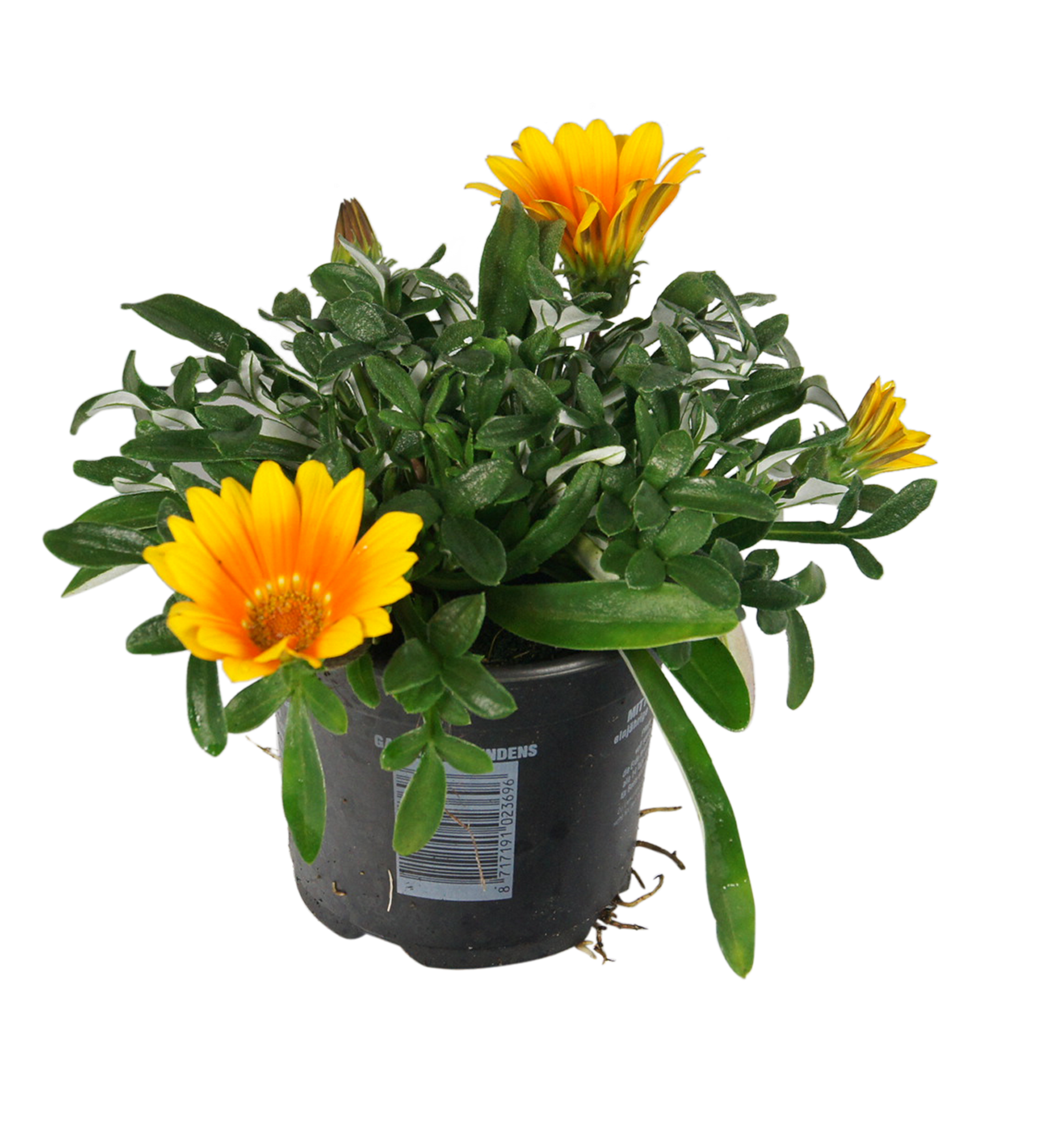 Gazania Jupiter 15-20 cm