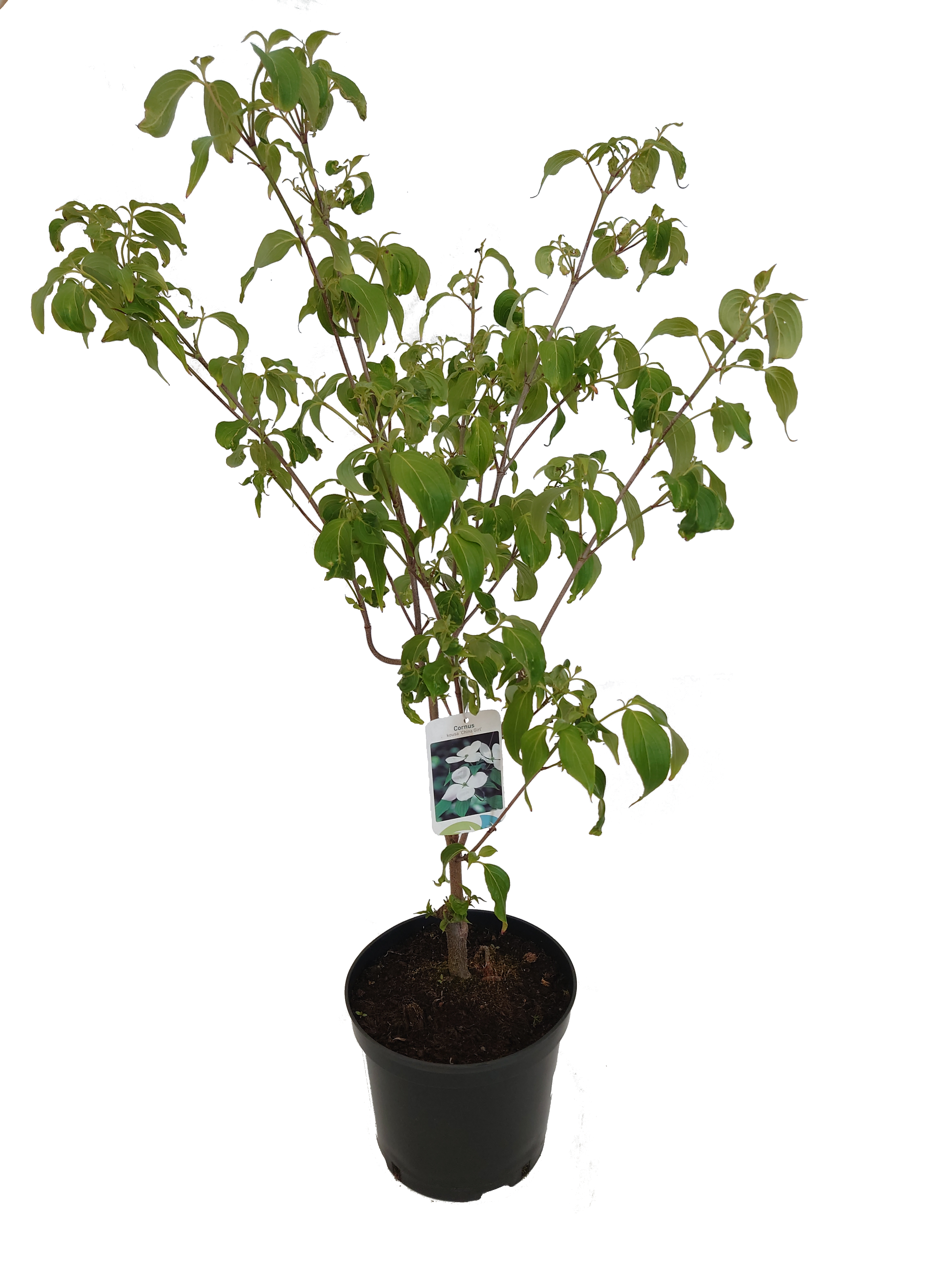 Dereń Kousa 40-60 cm