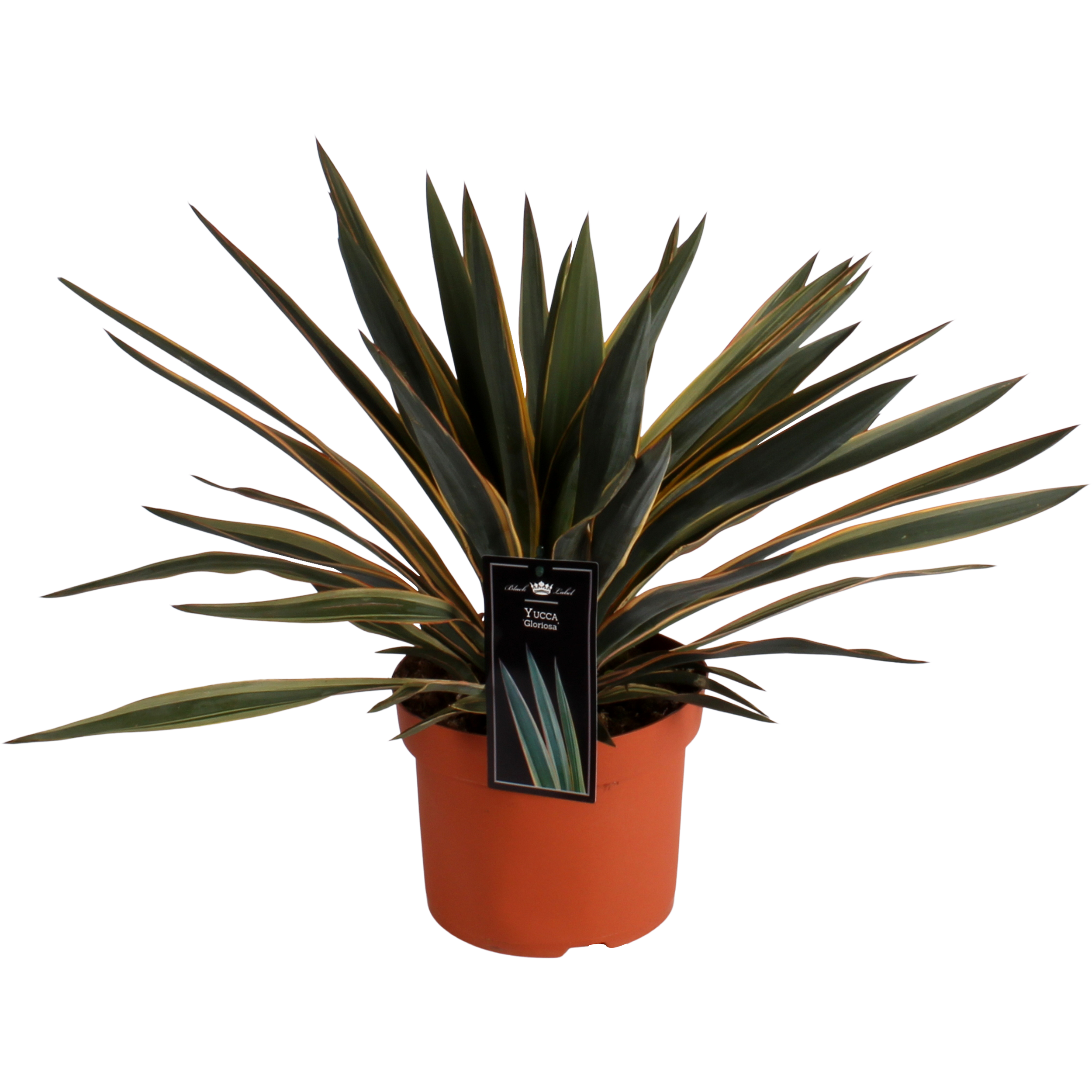 Juka Gloriosa Variegata 40-50 cm