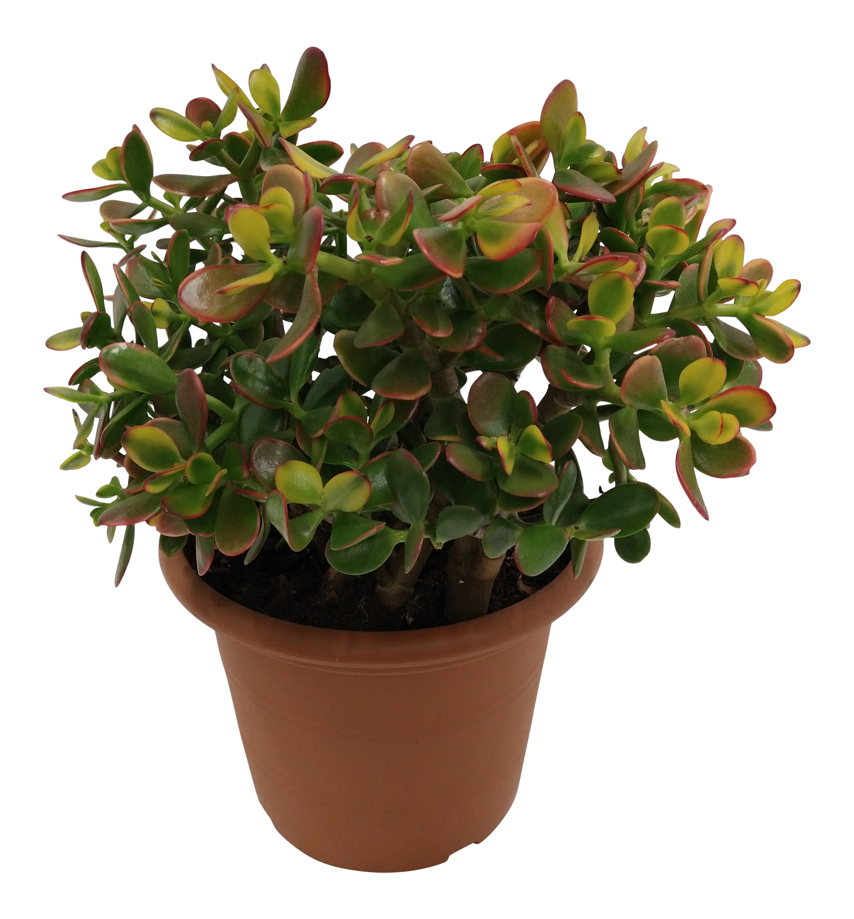 Grubosz Ovata Sunset 35 cm