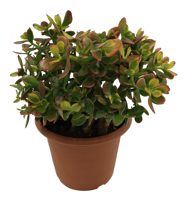 Grubosz Ovata Sunset 35 cm