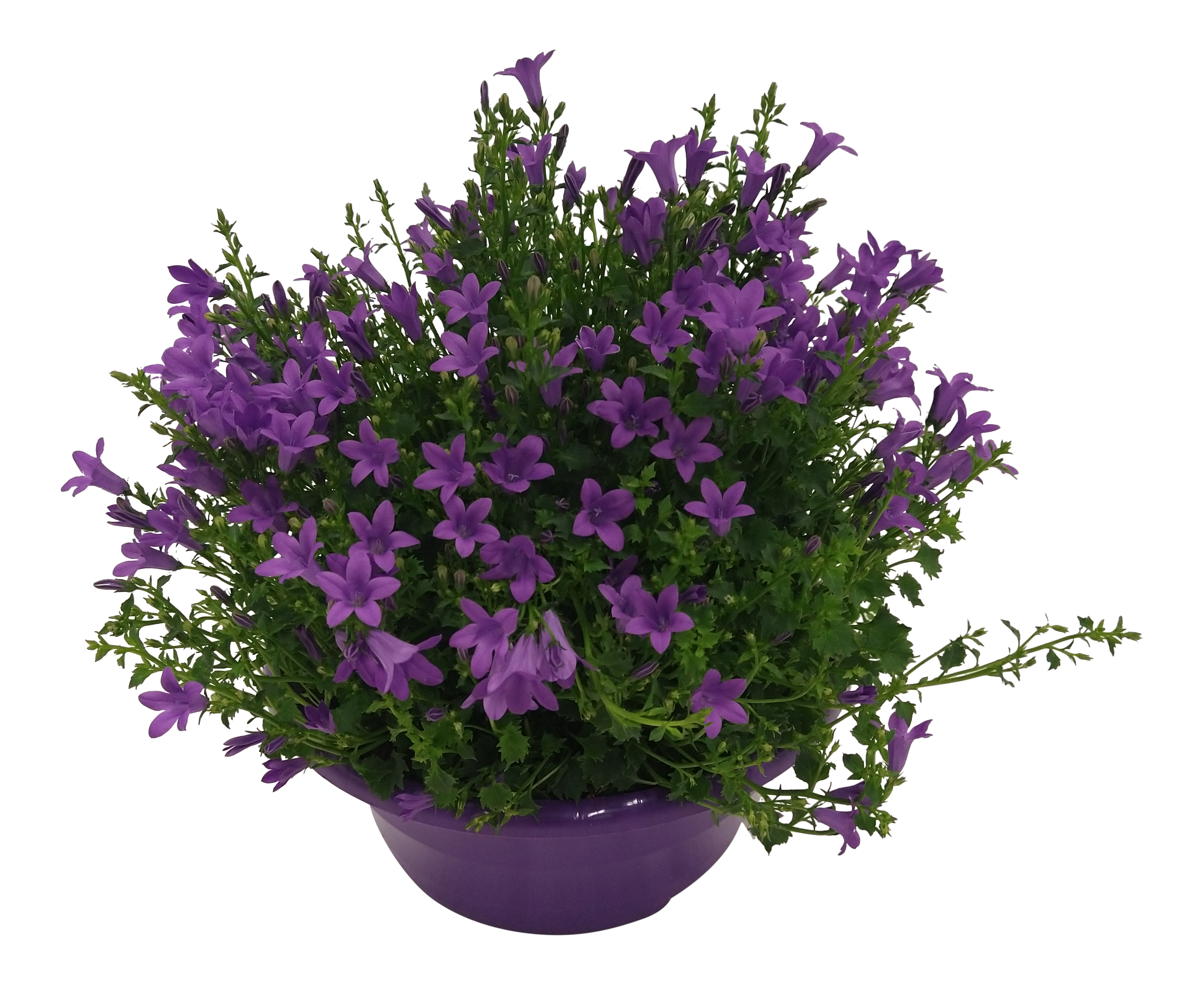Dzwonek ogrodowy 20-25 cm