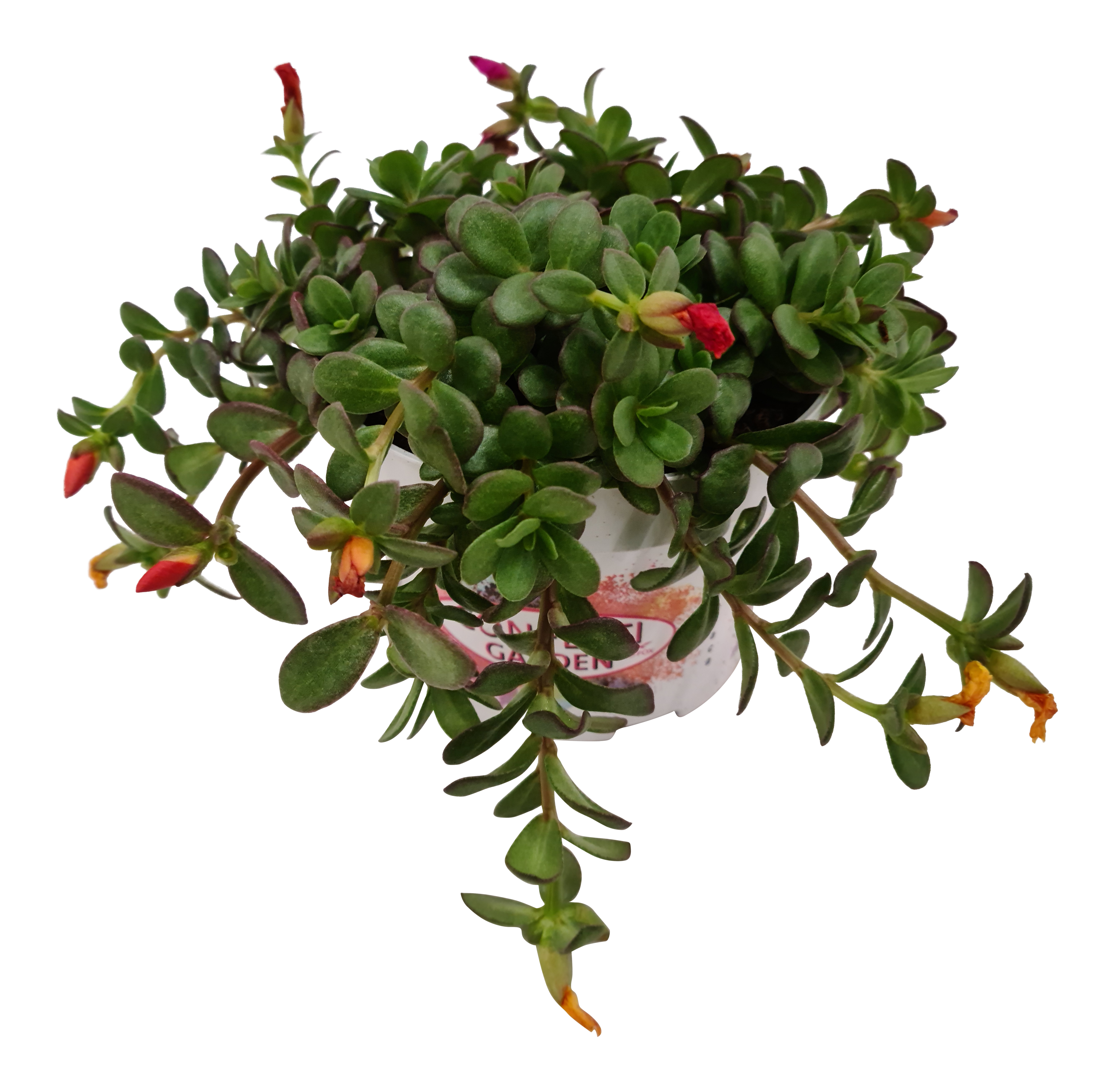 Portulaka Carnaval 15-20 cm