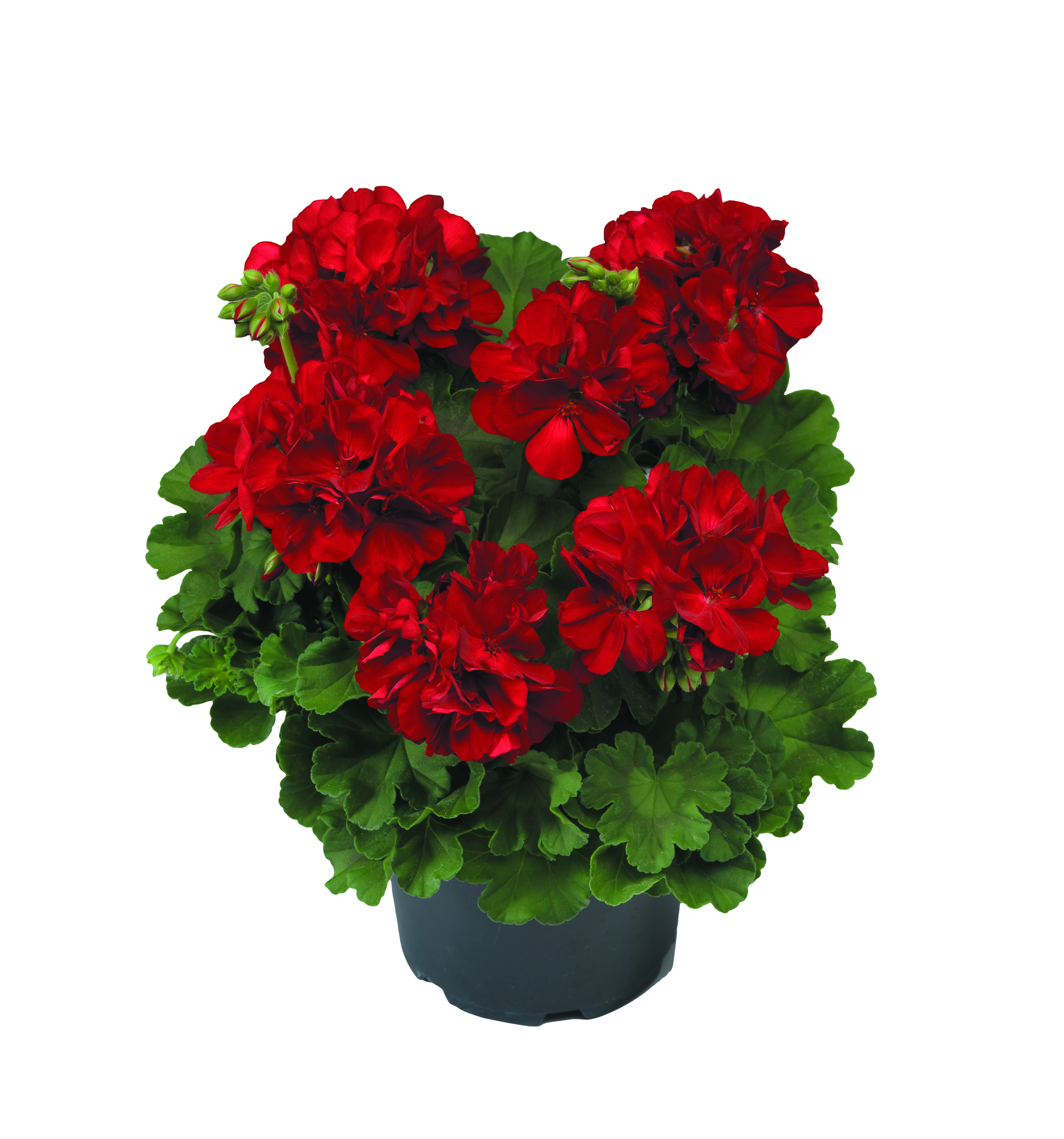 Pelargonia Calioppe Red 35 cm