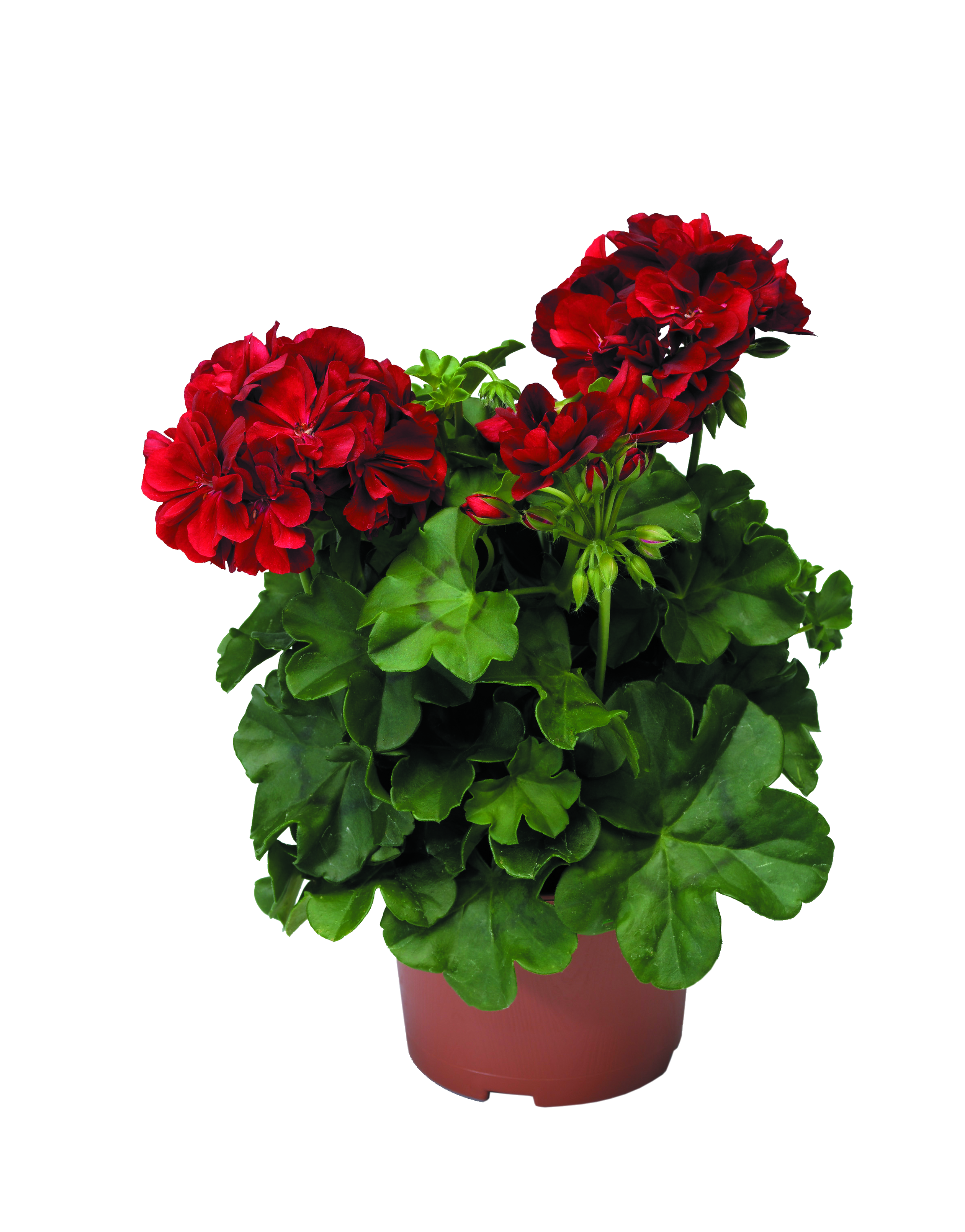 Pelargonia Diabolo 35cm