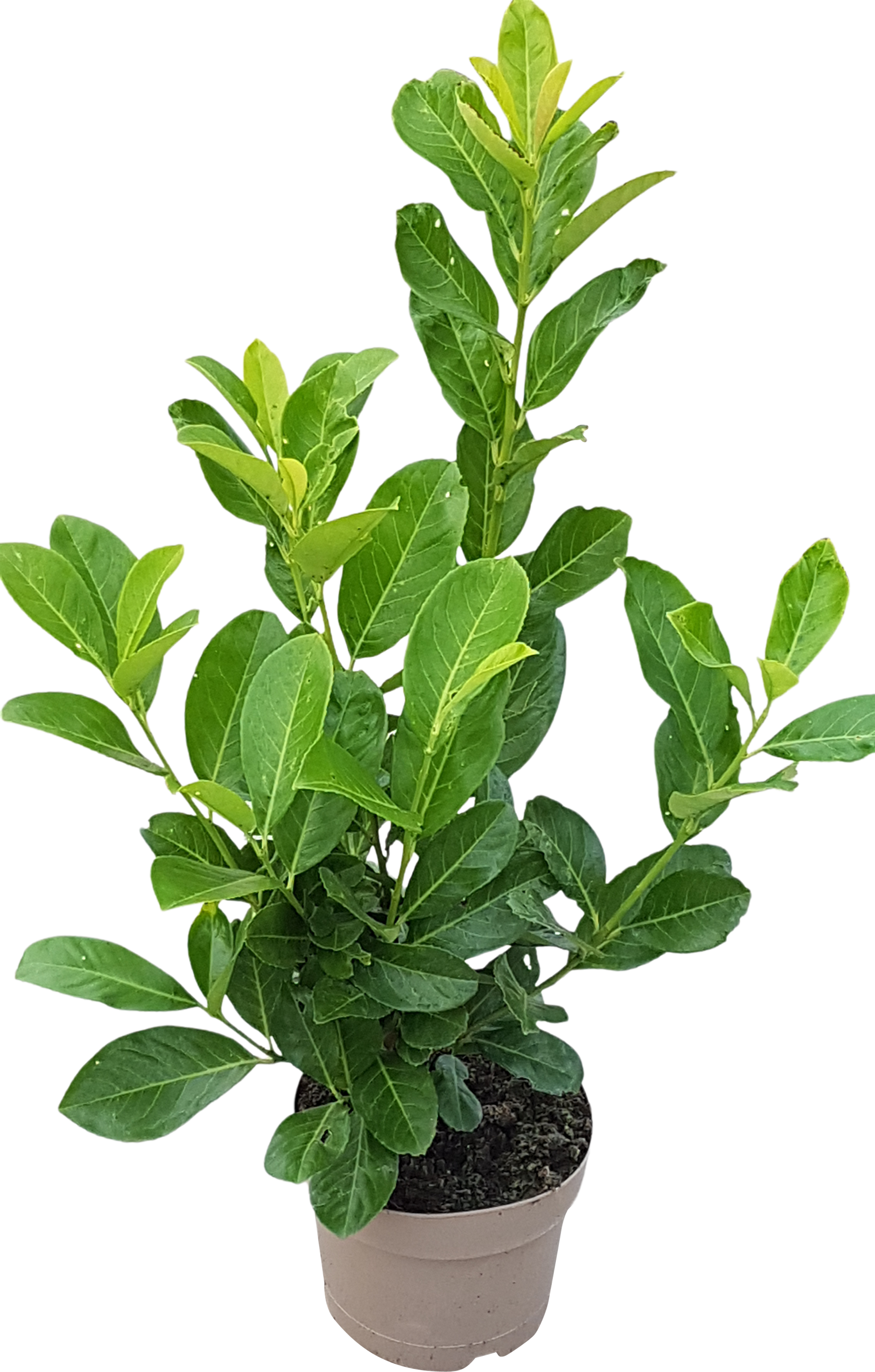 Laurowiśnia Rotundifolia 50-60 cm