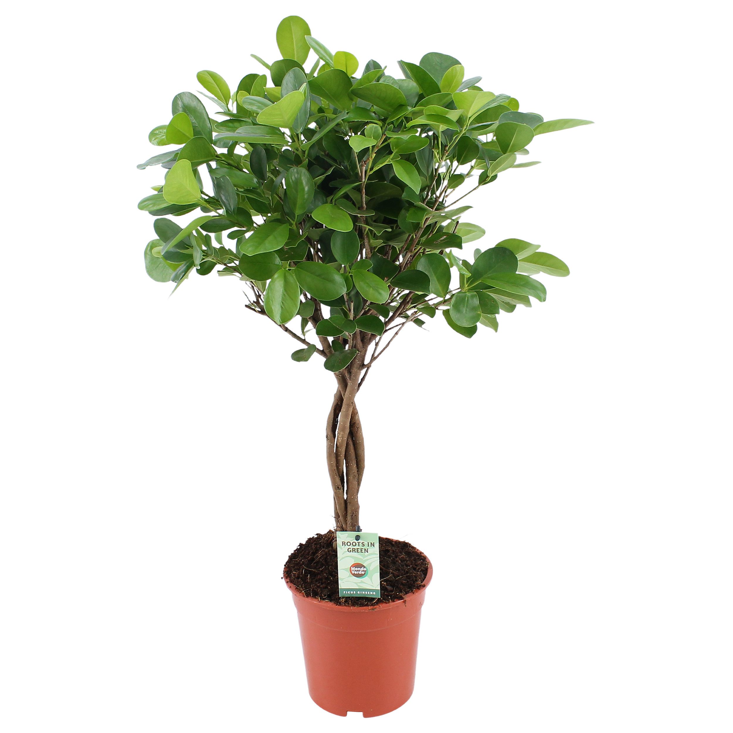 Fikus Microcarpa Moclame 65-70 cm na pniu