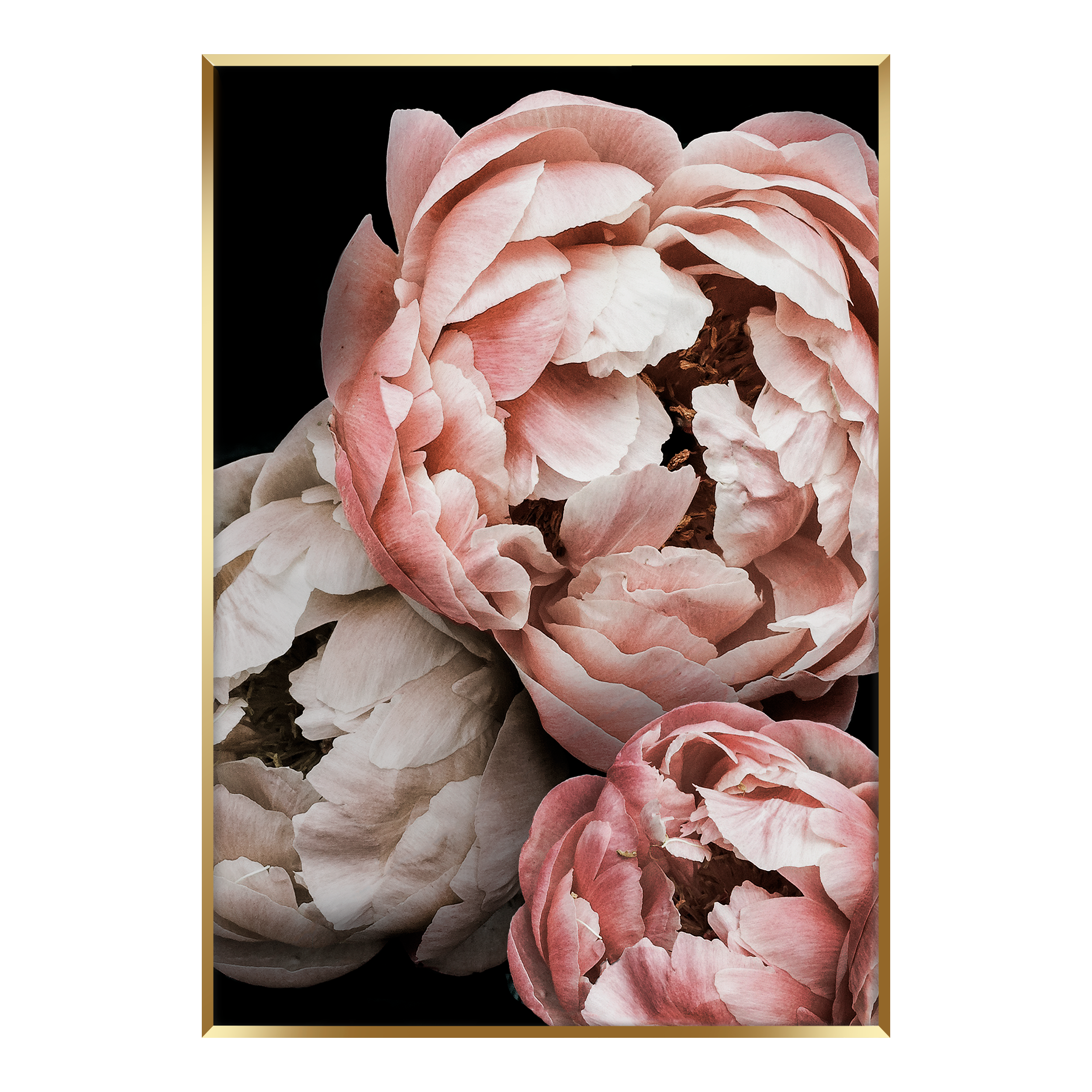 Obraz Peony 50 x 70 cm - 13