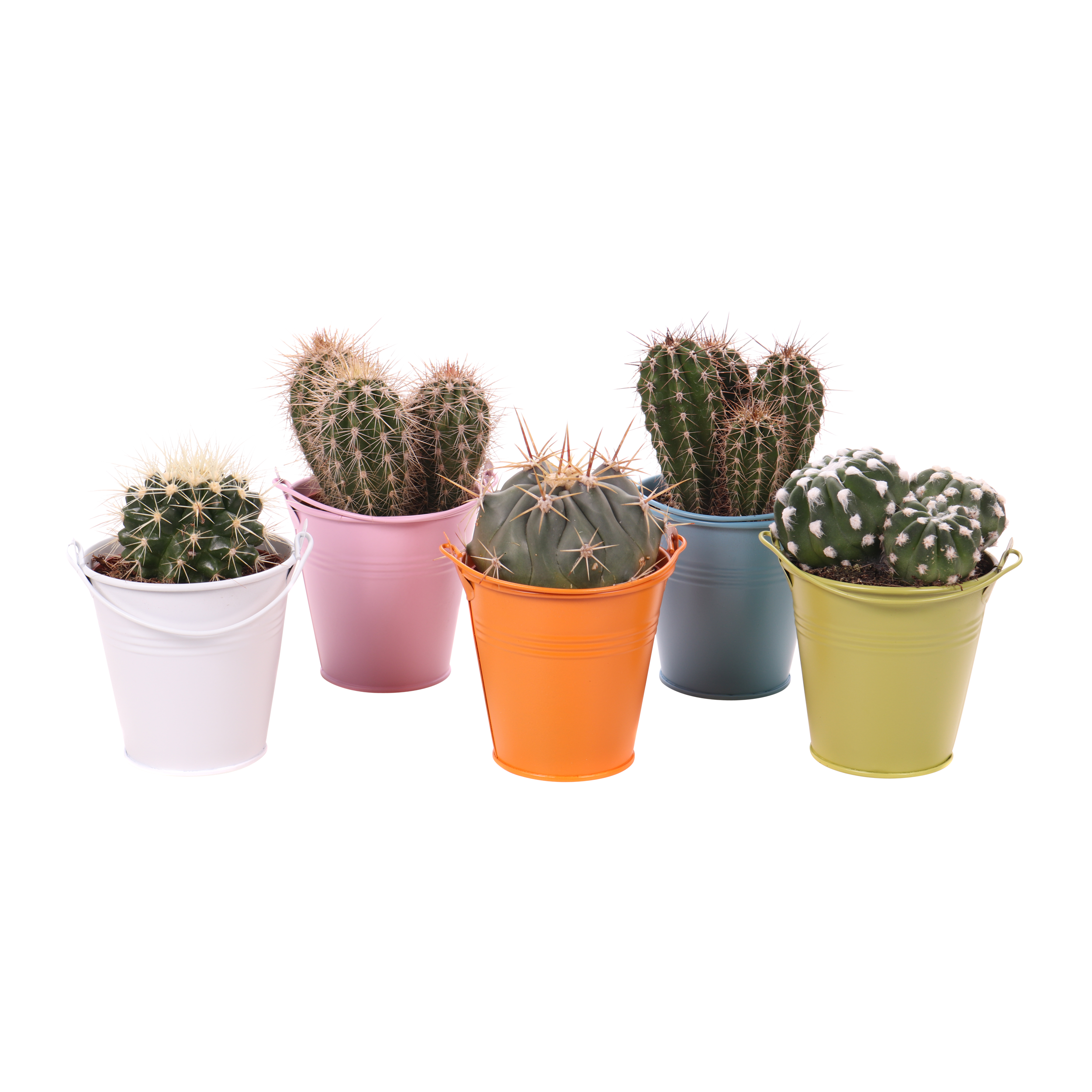 Kaktus Canarias Echinocactus 10-15cm w wiaderku