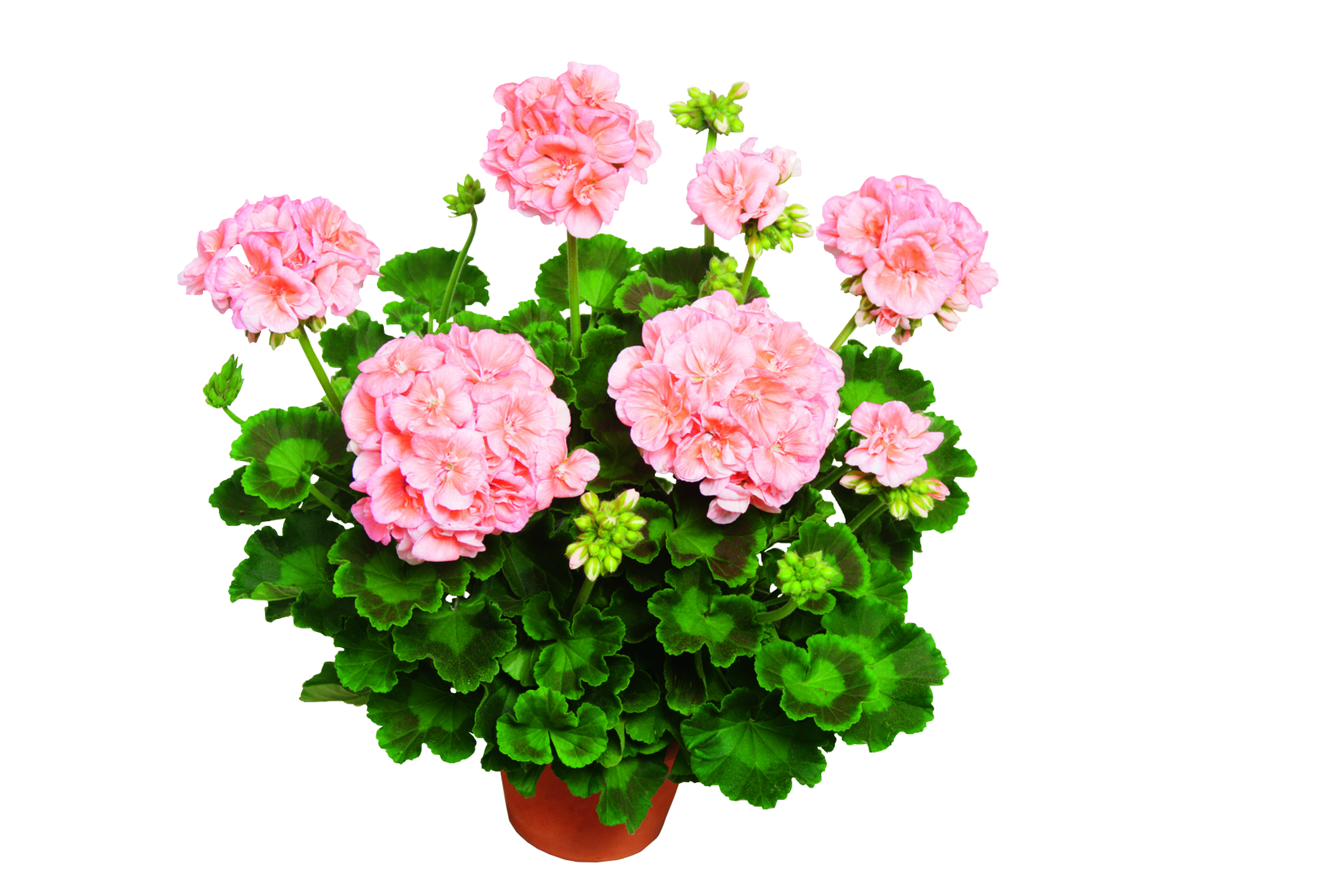 Pelargonia Helena 35cm