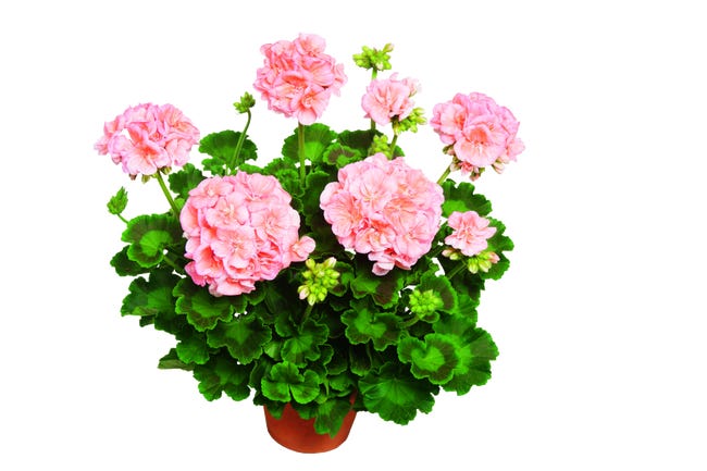 Pelargonia helena 35cm 45703182