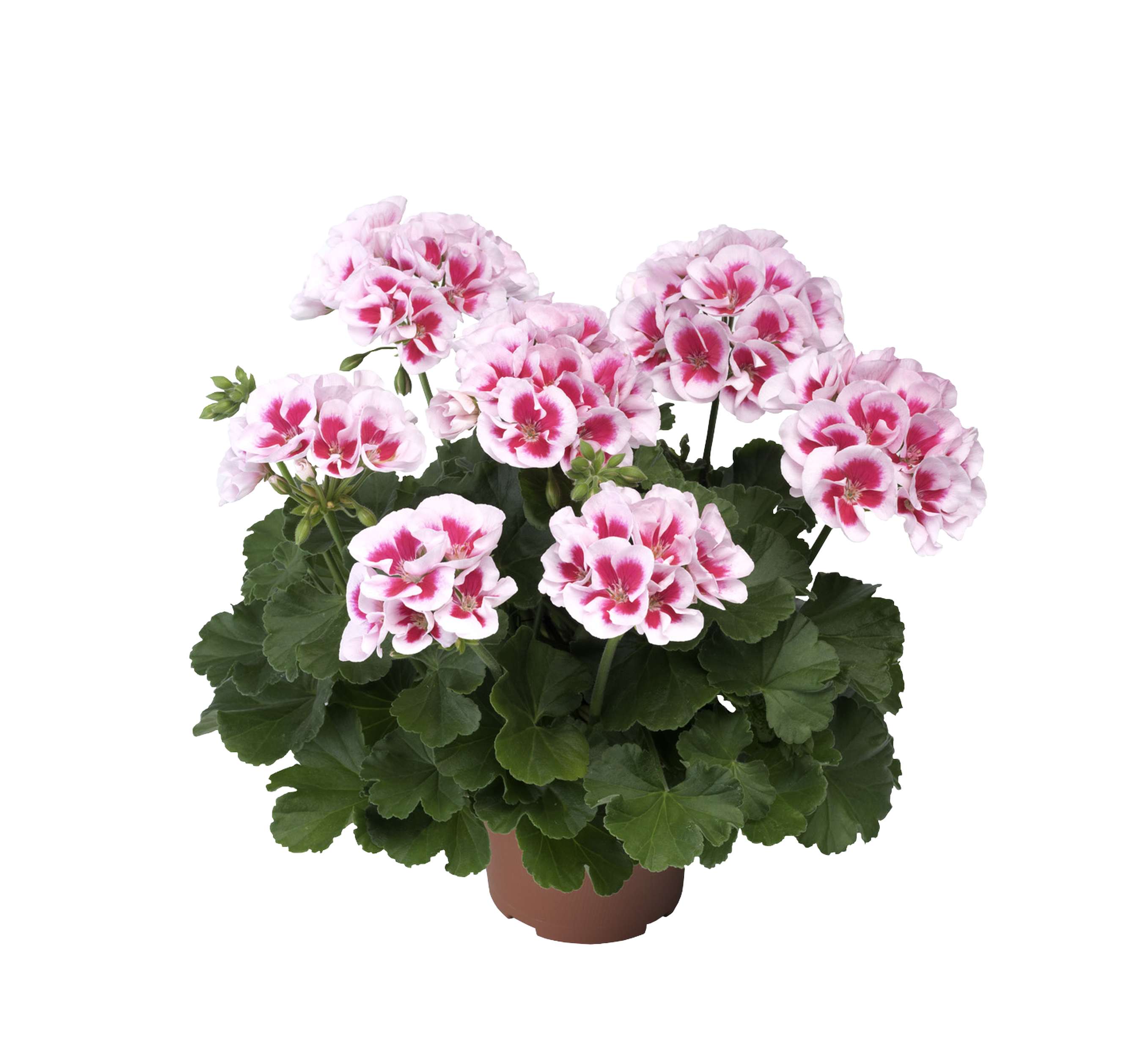Pelargonia 35 cm