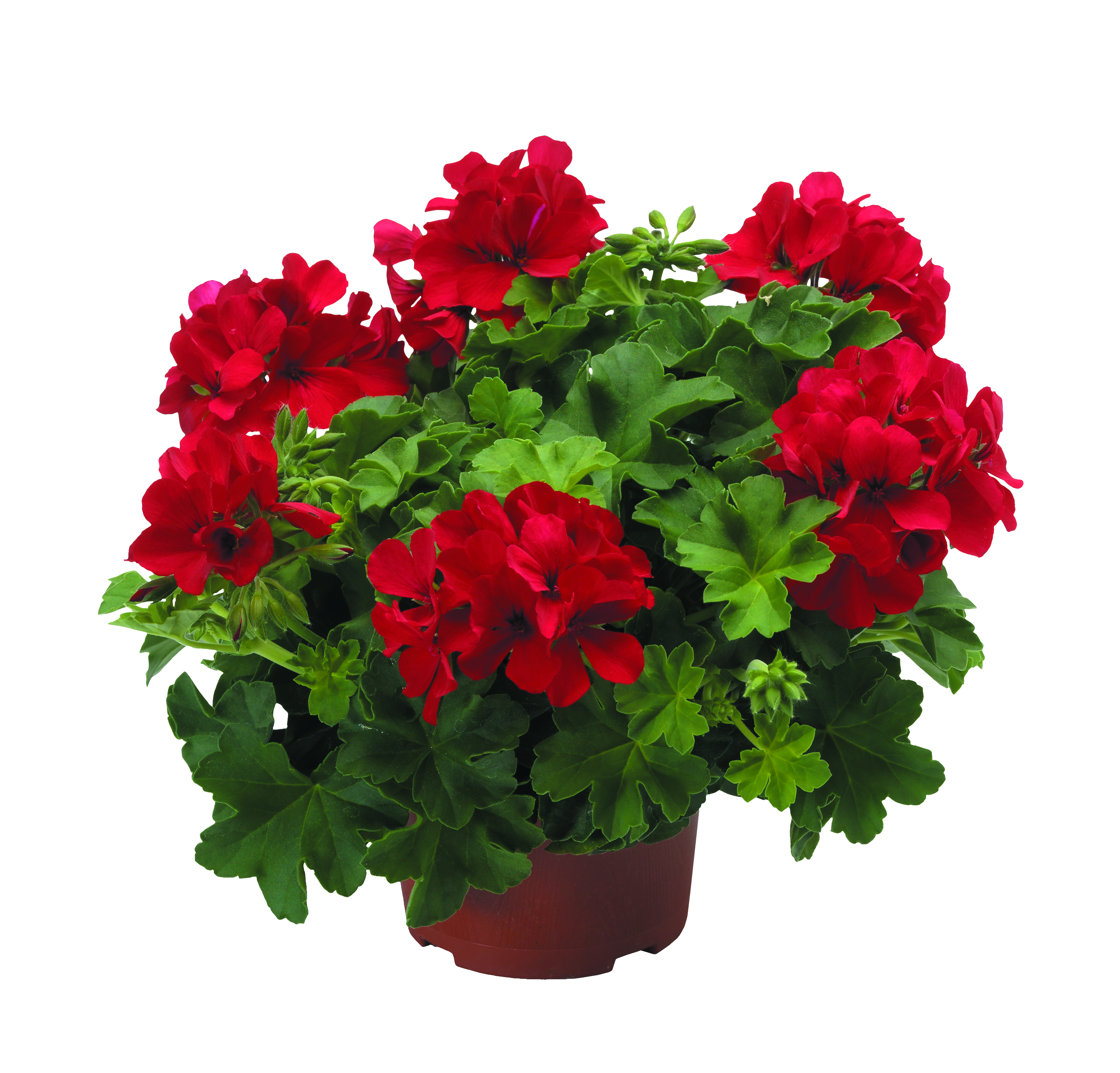 Pelargonia Temprano Maxime 35 cm