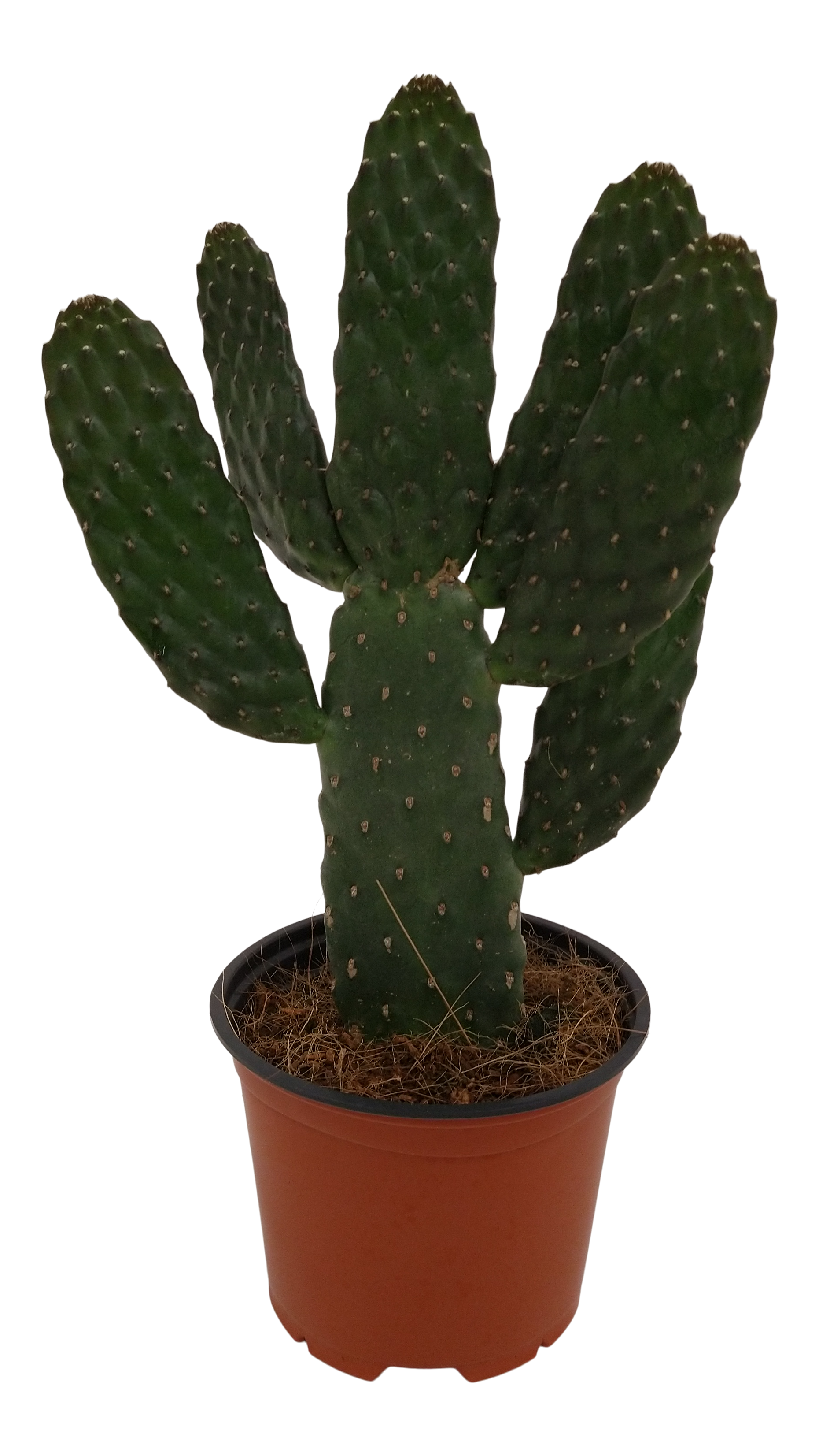 Opuncja drobnokolczasta Rbescens 30 cm