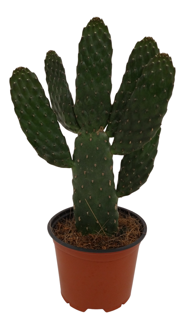 Opuncja drobnokolczasta Rbescens 30 cm