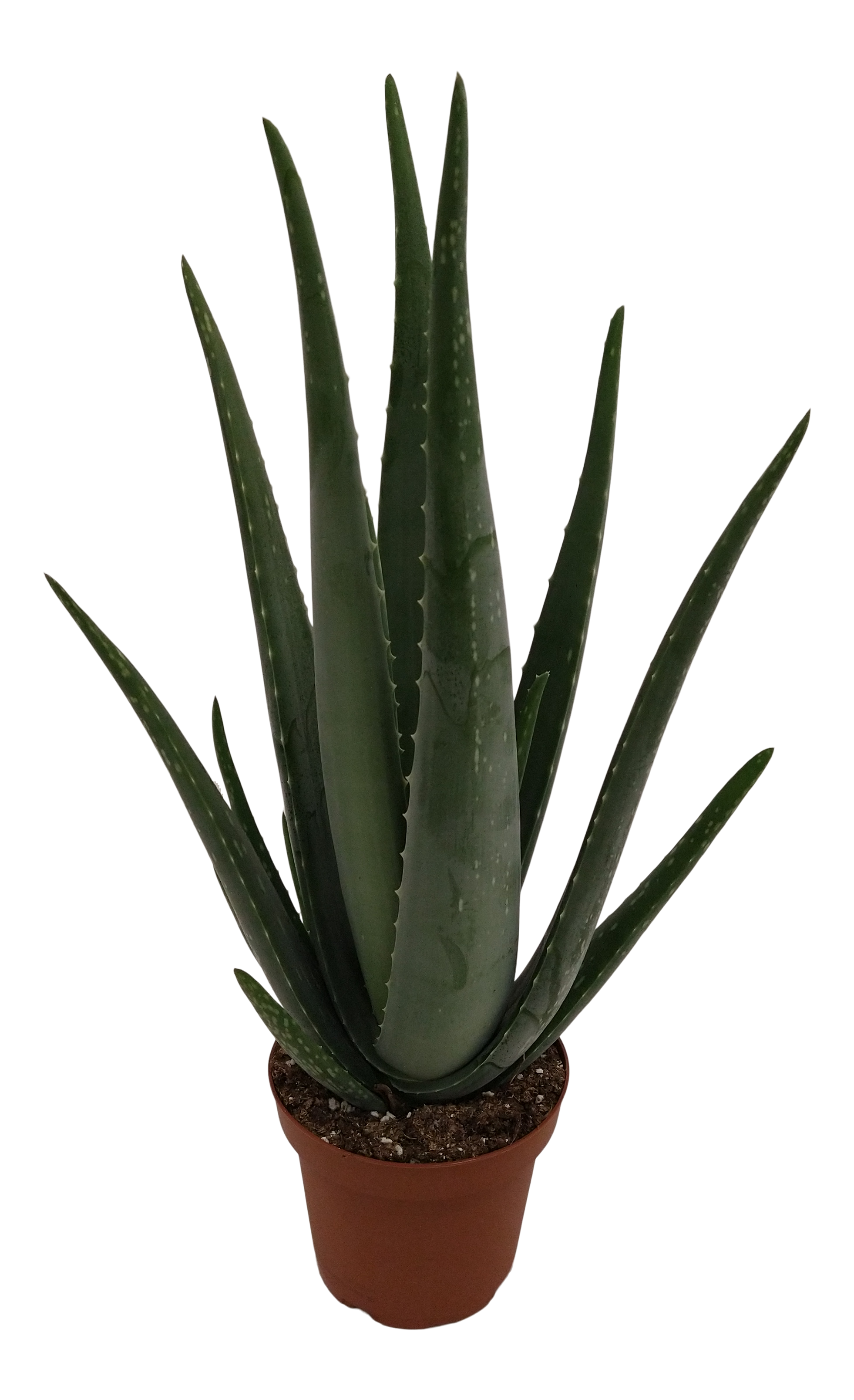 Aloes Barbadensis 30 cm