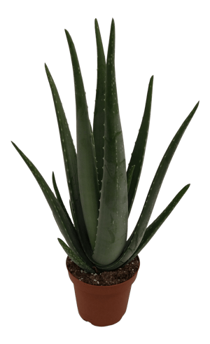 is aloe vera good for skin Pure Aloe Vera Gel + Tea Tree Oil