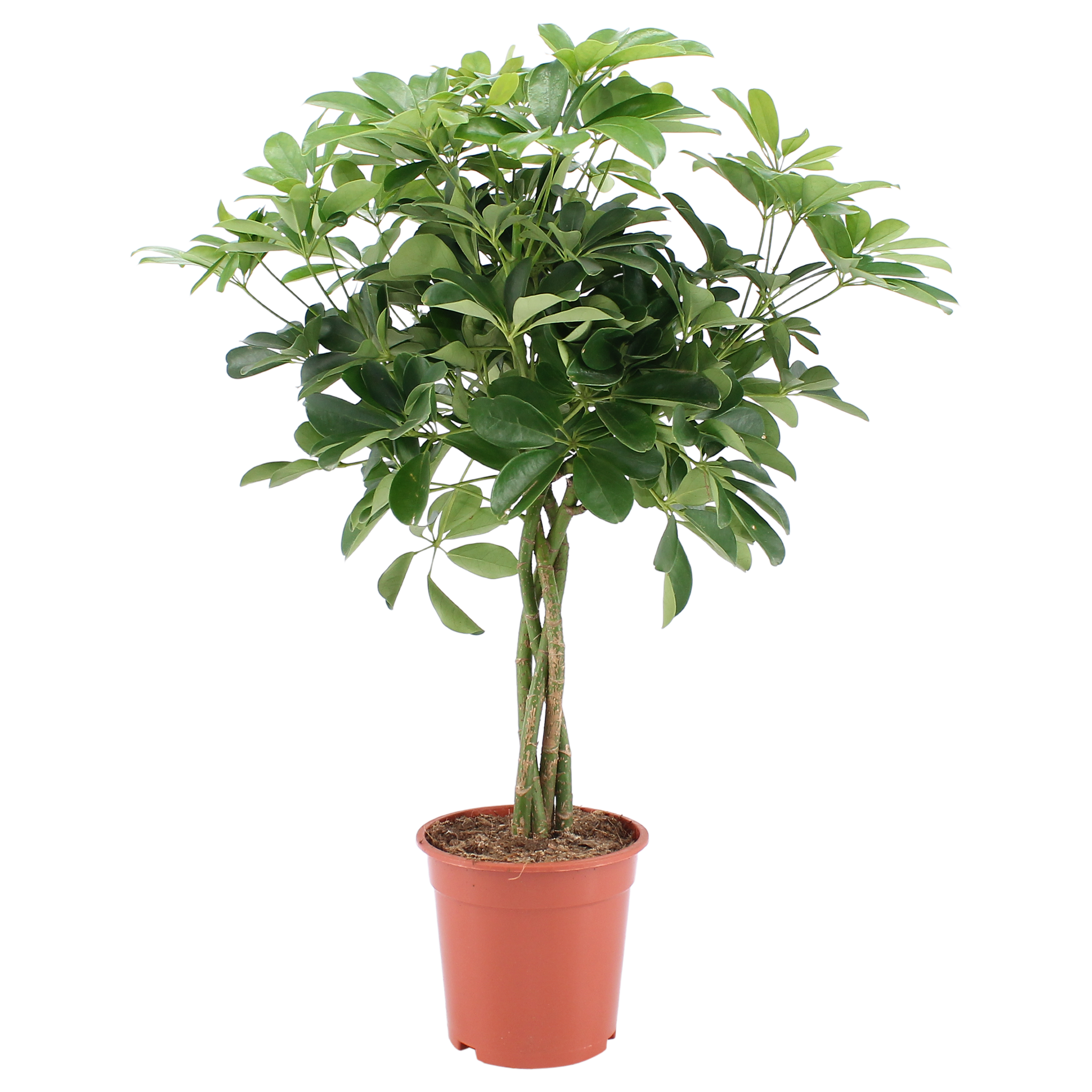 Szeflera dzrewkowata Nora 75-80 cm na pniu