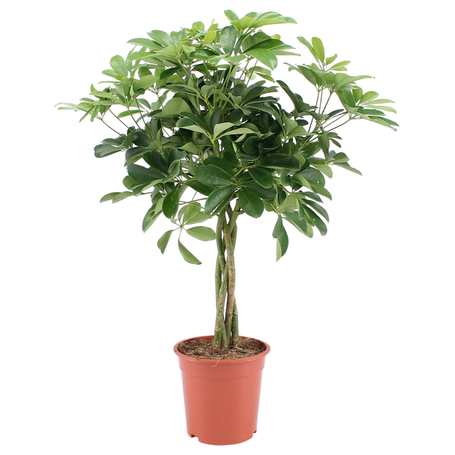 Szeflera dzrewkowata Nora 75-80 cm na pniu