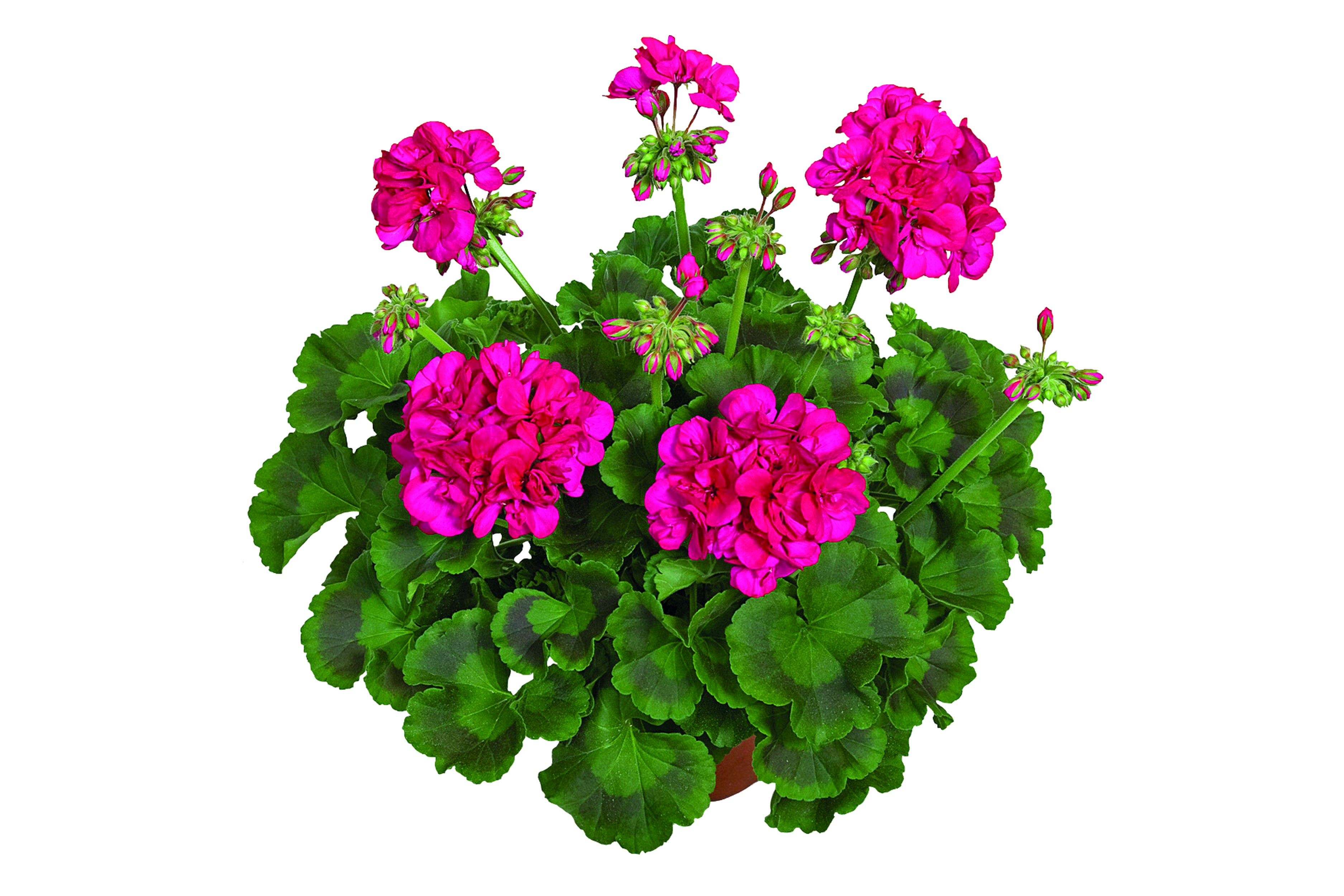 Pelargonia 35 cm