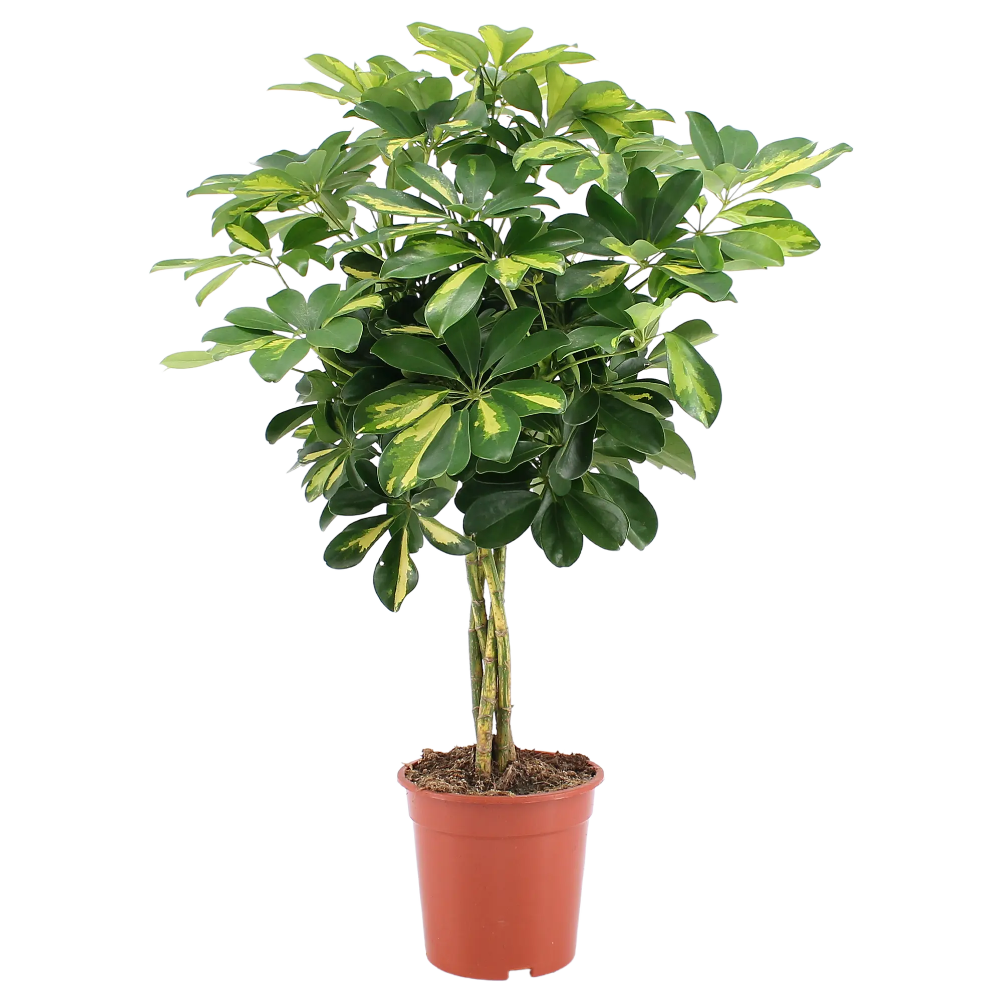 Szeflera drzewkowata Nora 75-80cm