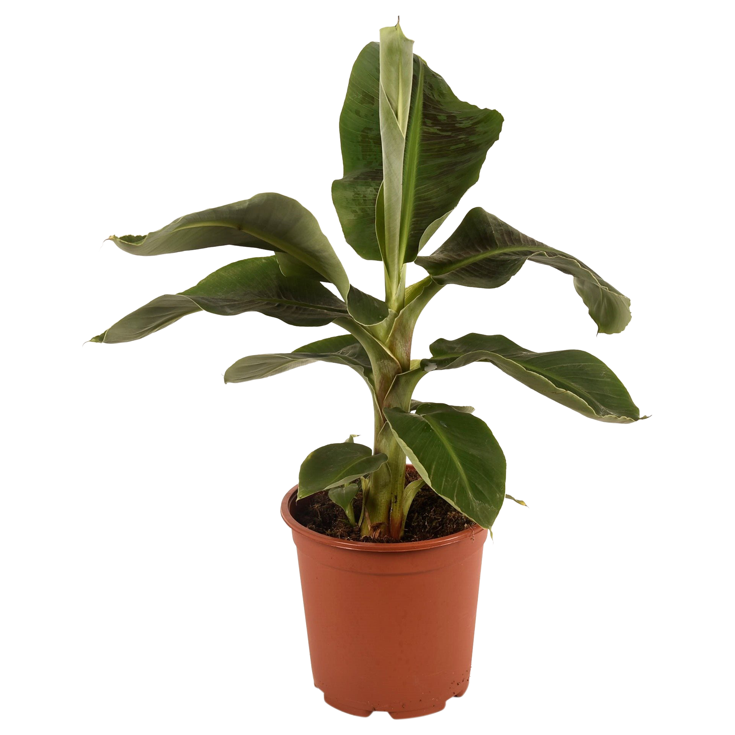 Bananowiec Musa 65-70 cm