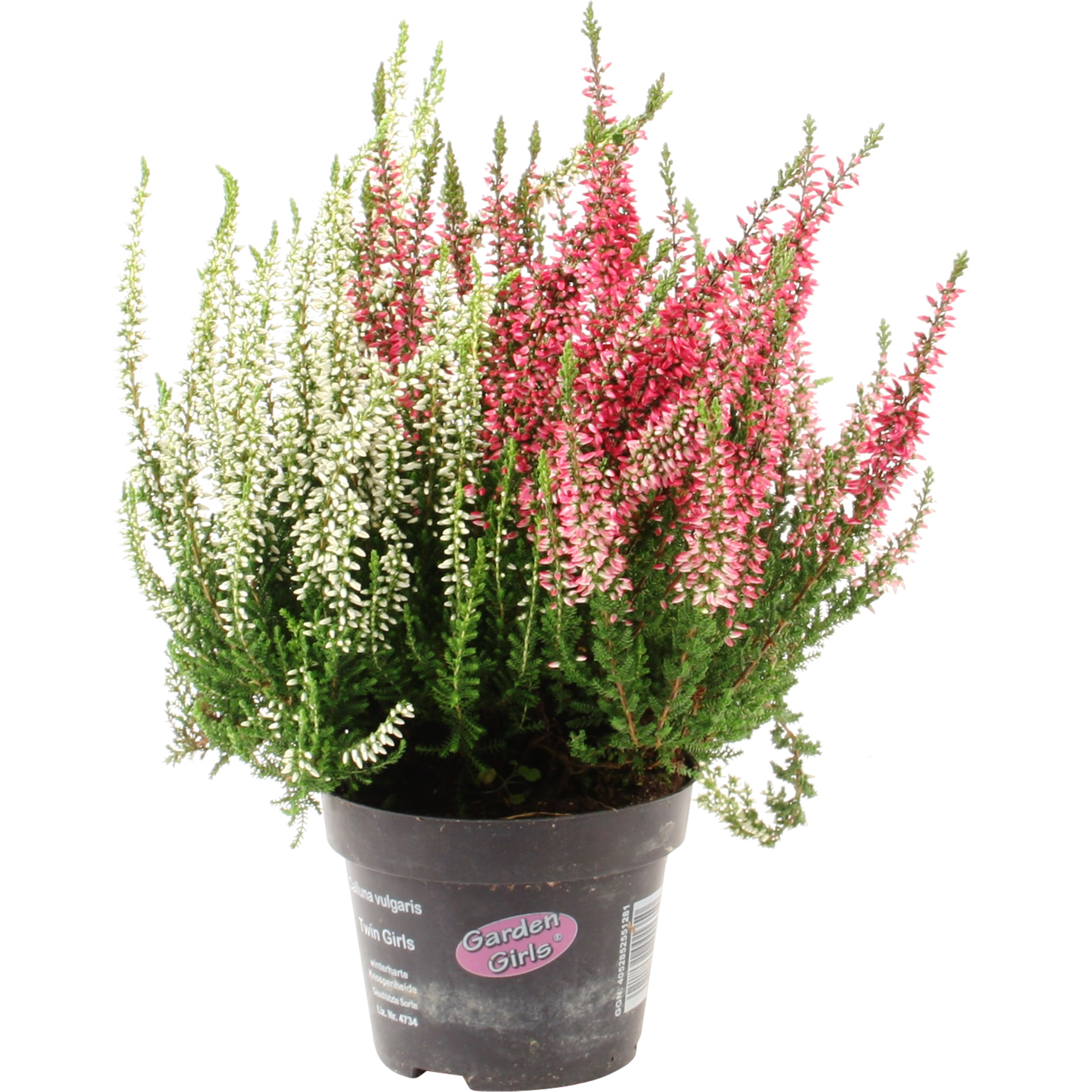 Wrzos pospolity Garden Girls Twin 20 cm