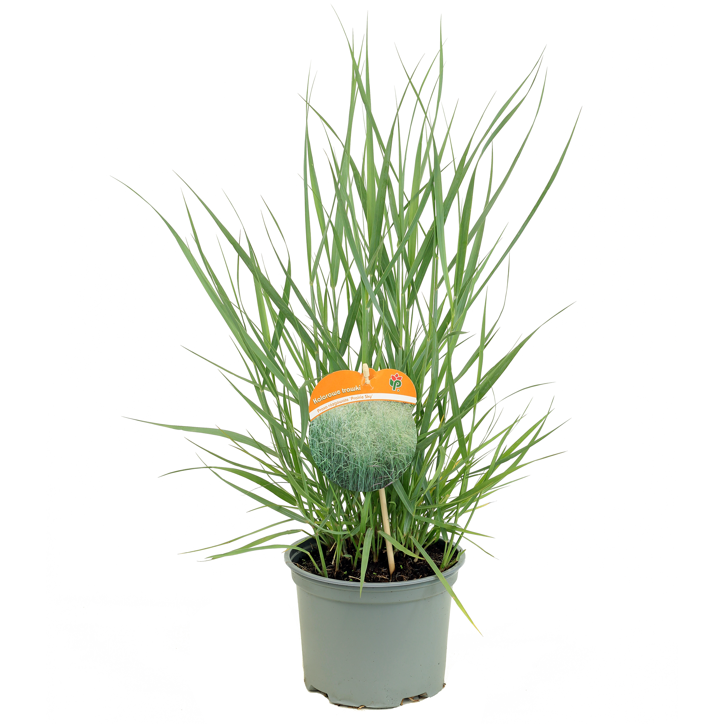 Trawy ozdobna mix 40-60 cm
