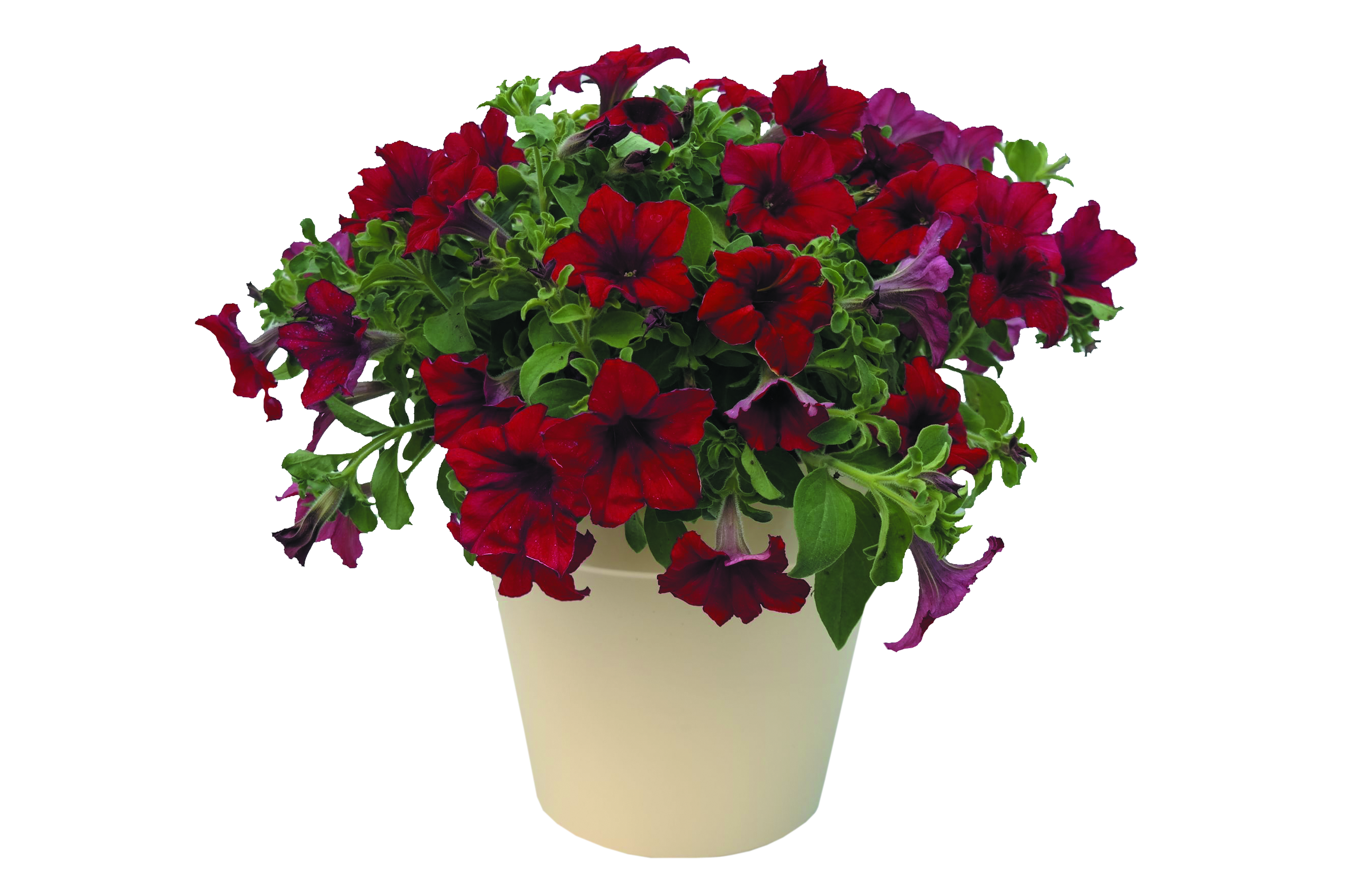 Petunia Amore 25 cm
