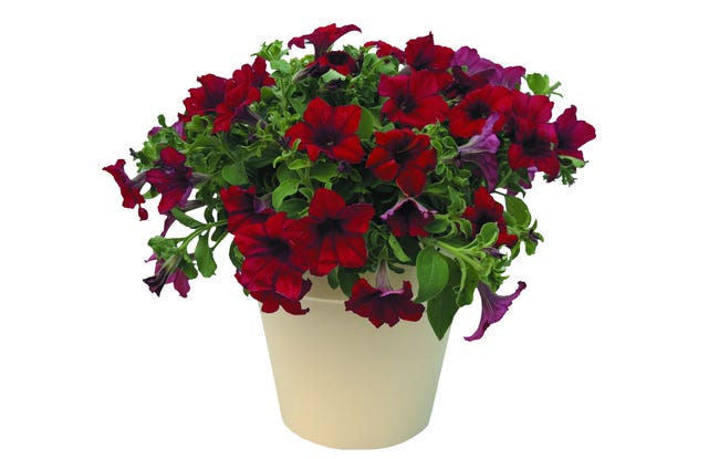 Petunia amore 25 cm 82632176