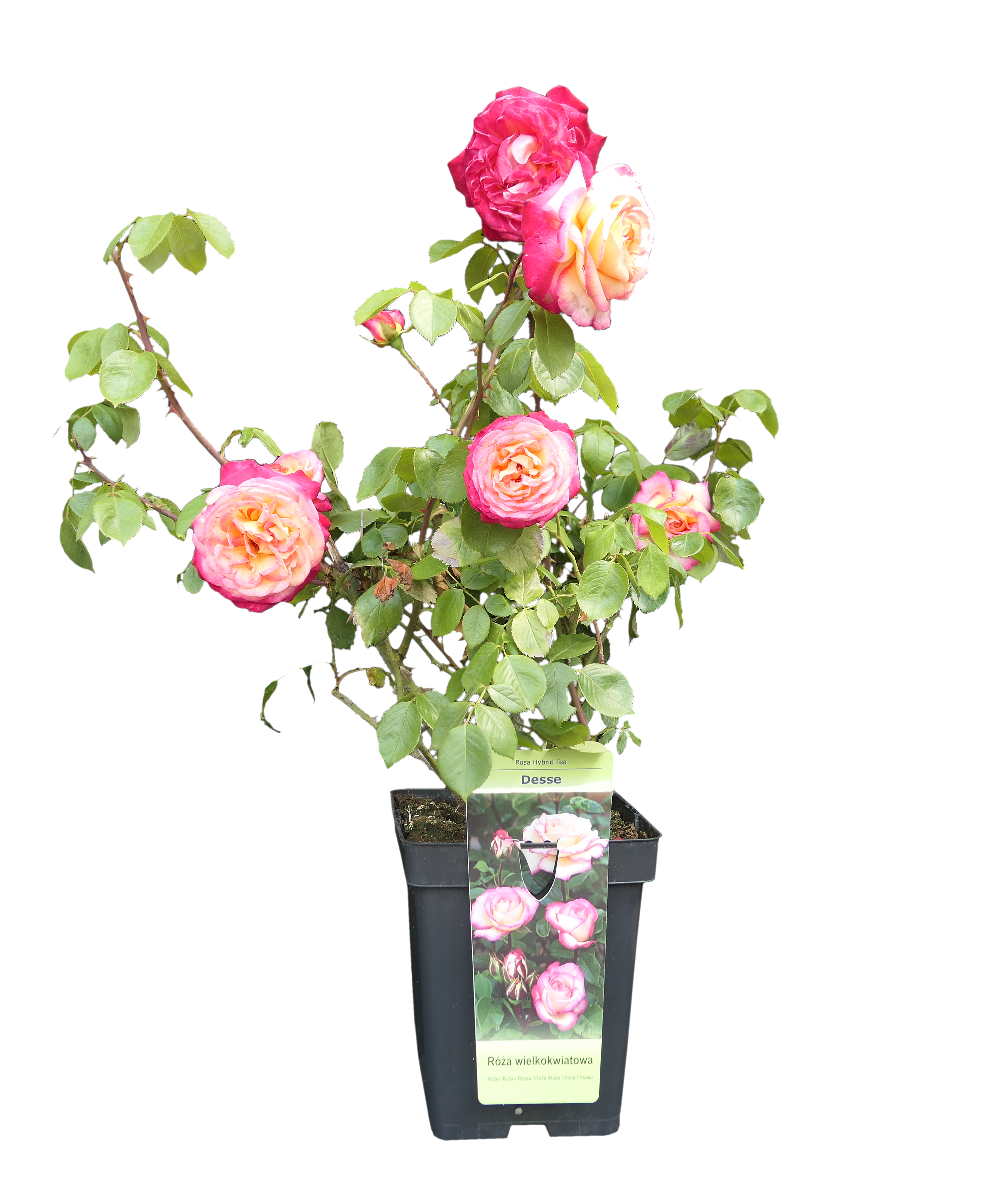 Róża mix 45 cm