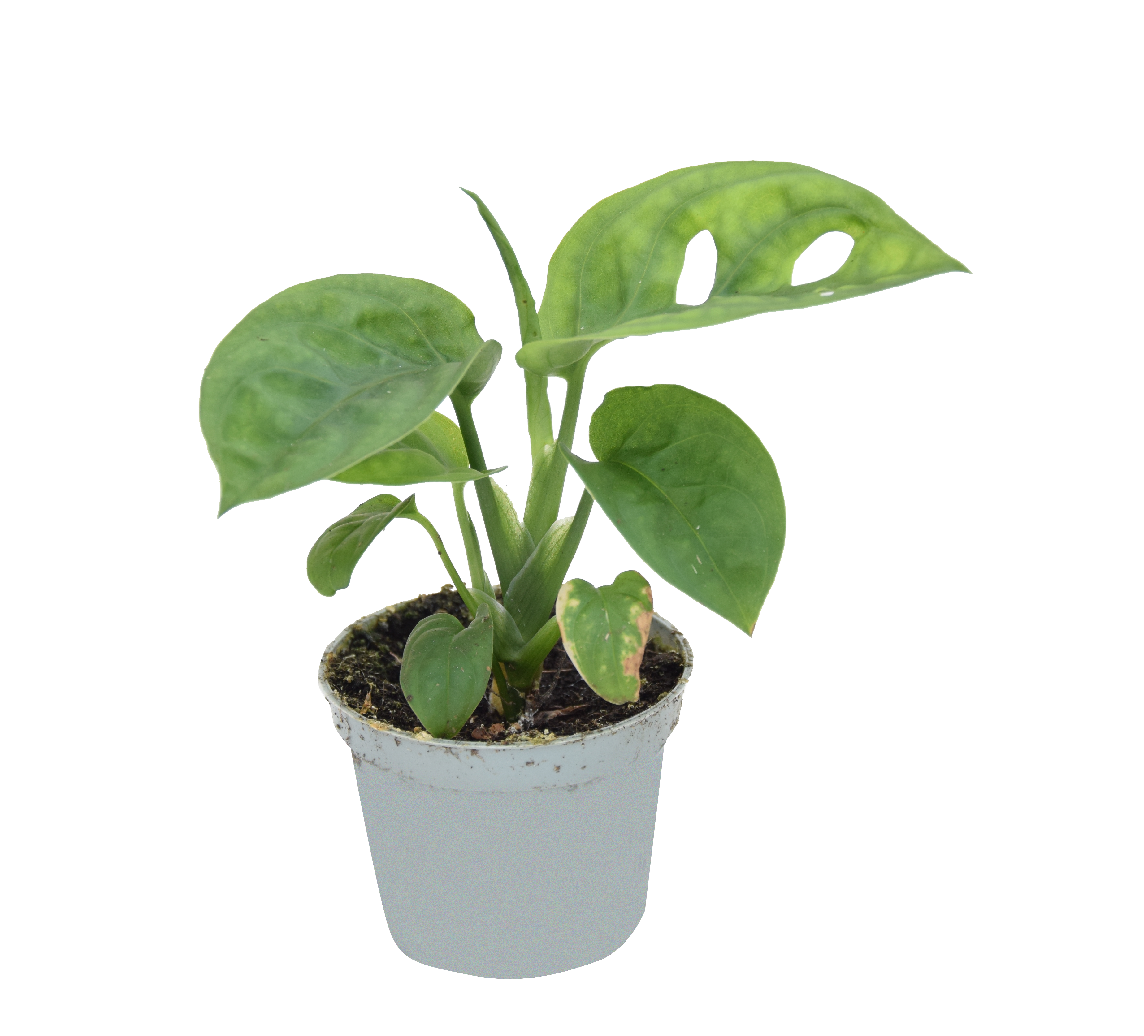 Monstera Adansonii 15 cm