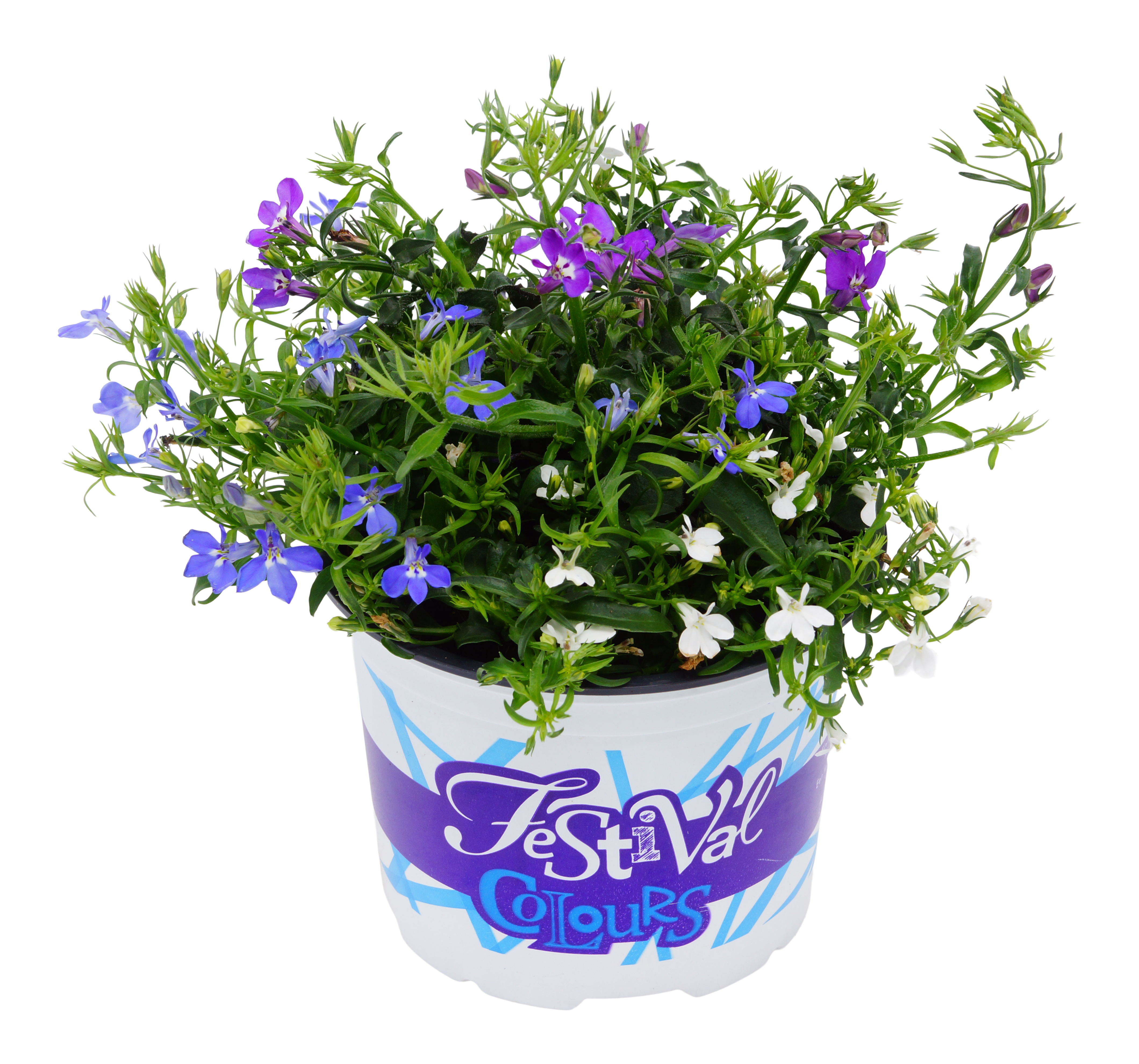 Lobelia Festival mix 15-20 cm